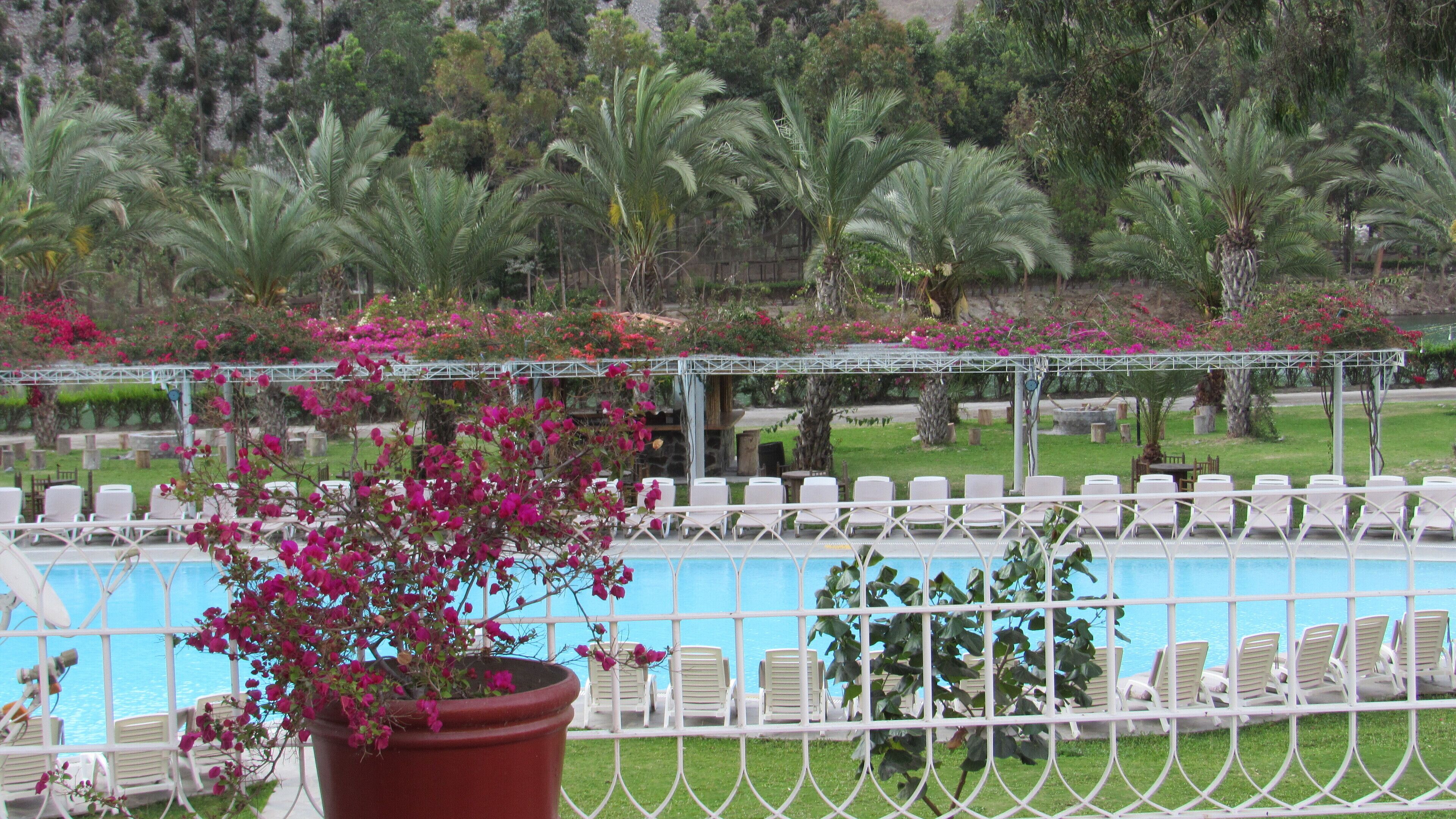 A pool area with white lounge chairs and a large planter with pink flowers.