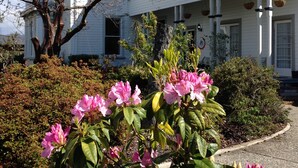 A two-story building with a balcony, surrounded by a garden with pink flowers and a tree. - TripInn Modern Motels & Affordable Accommodation (Westport)