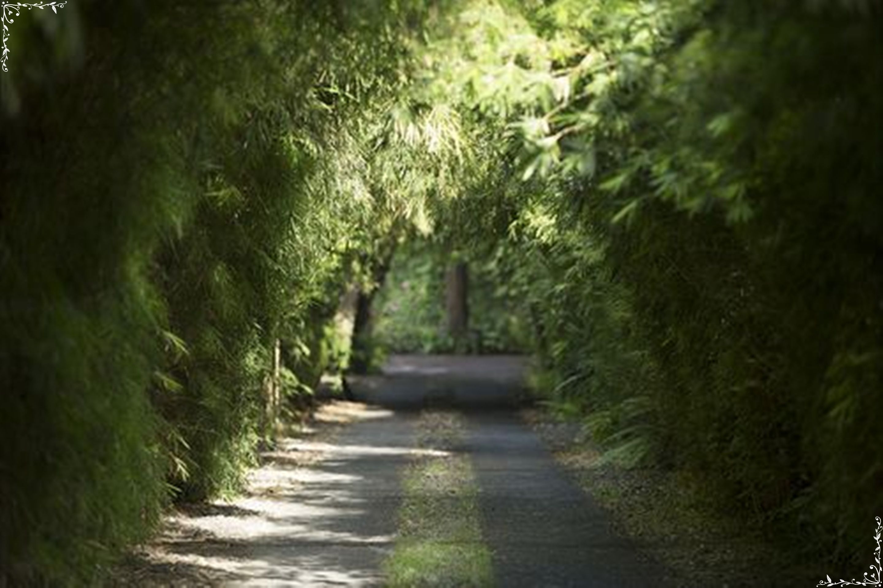Photo - The Pavilions Bali