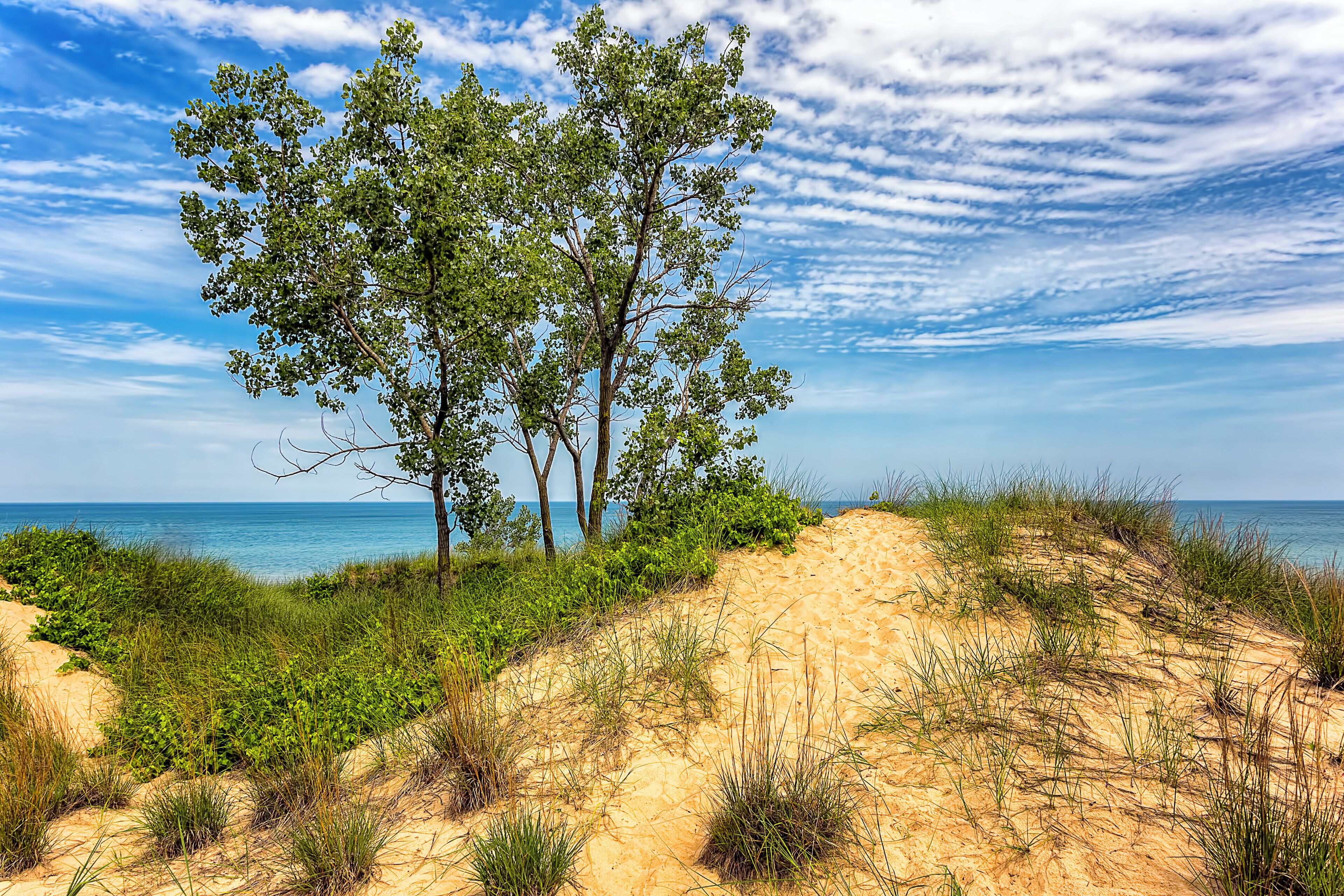 Un paysage côtier caractérisé par des dunes, de la végétation et des arbres.