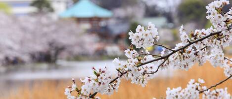 A cherry blossom branch with a blurred background of a traditional building.