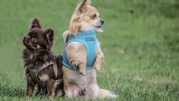 Dos perros sentados sobre césped.