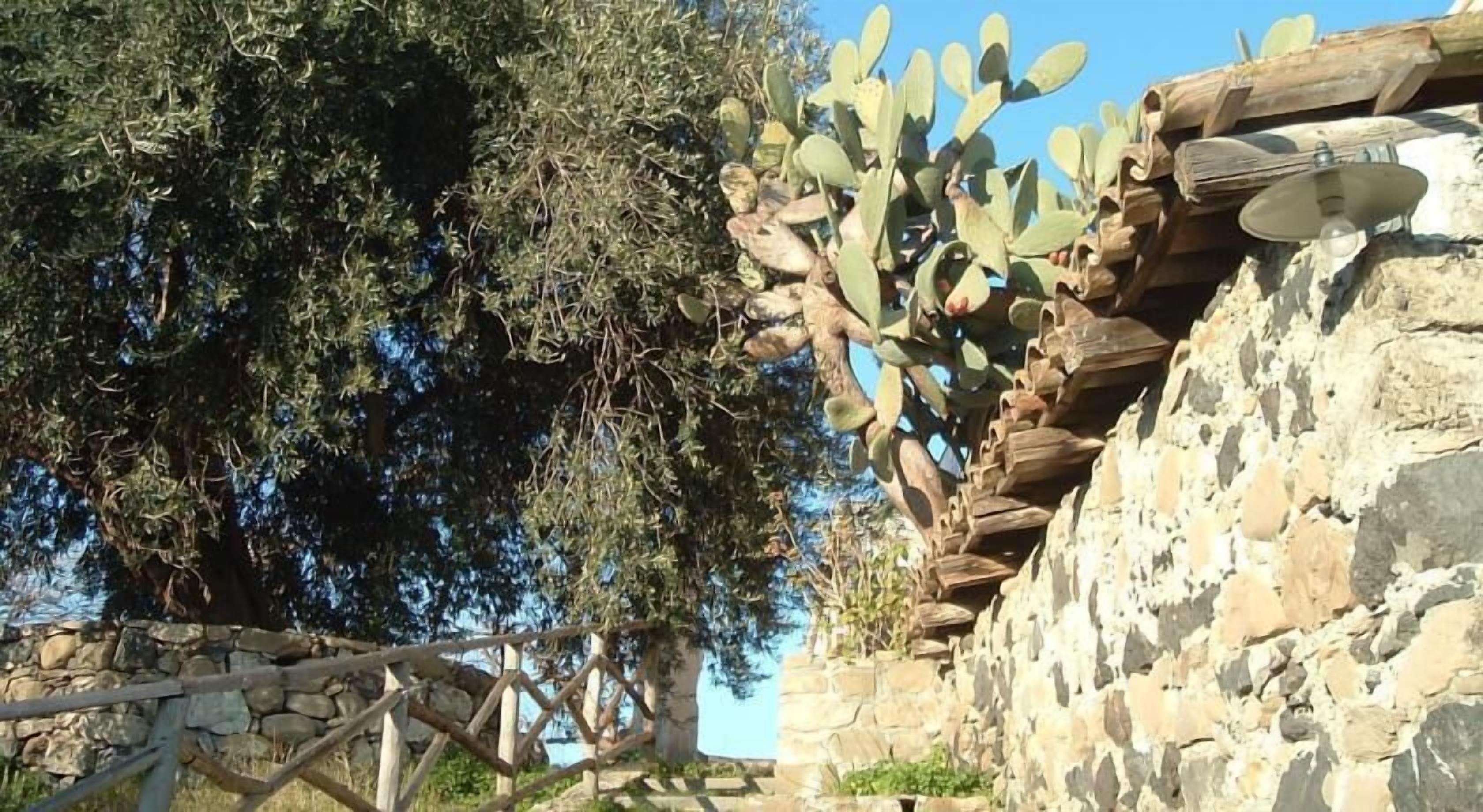 A cactus plant against a stone wall with a wooden fence in the foreground.