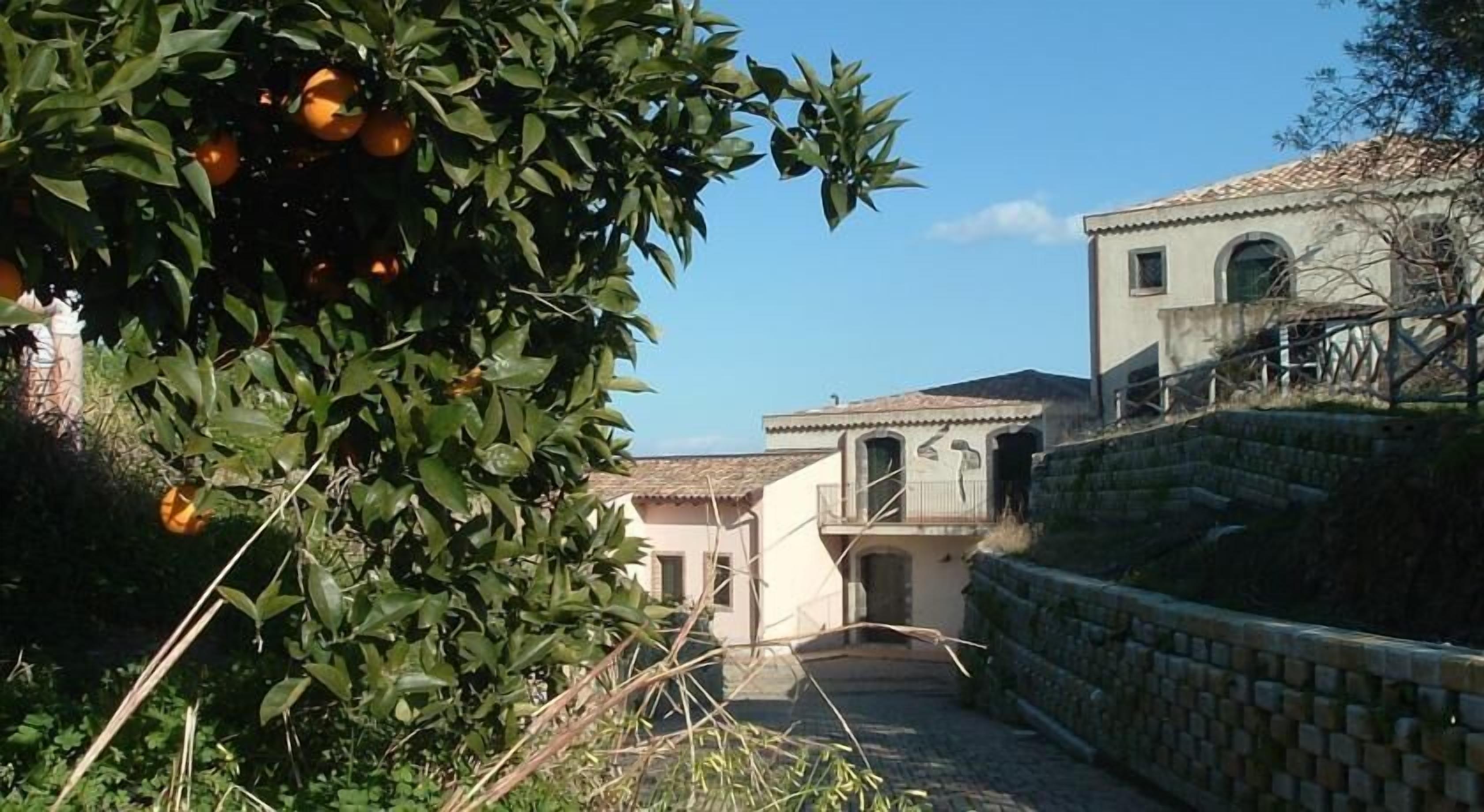 A narrow alleyway with a building on one side and a tree with oranges on the other.