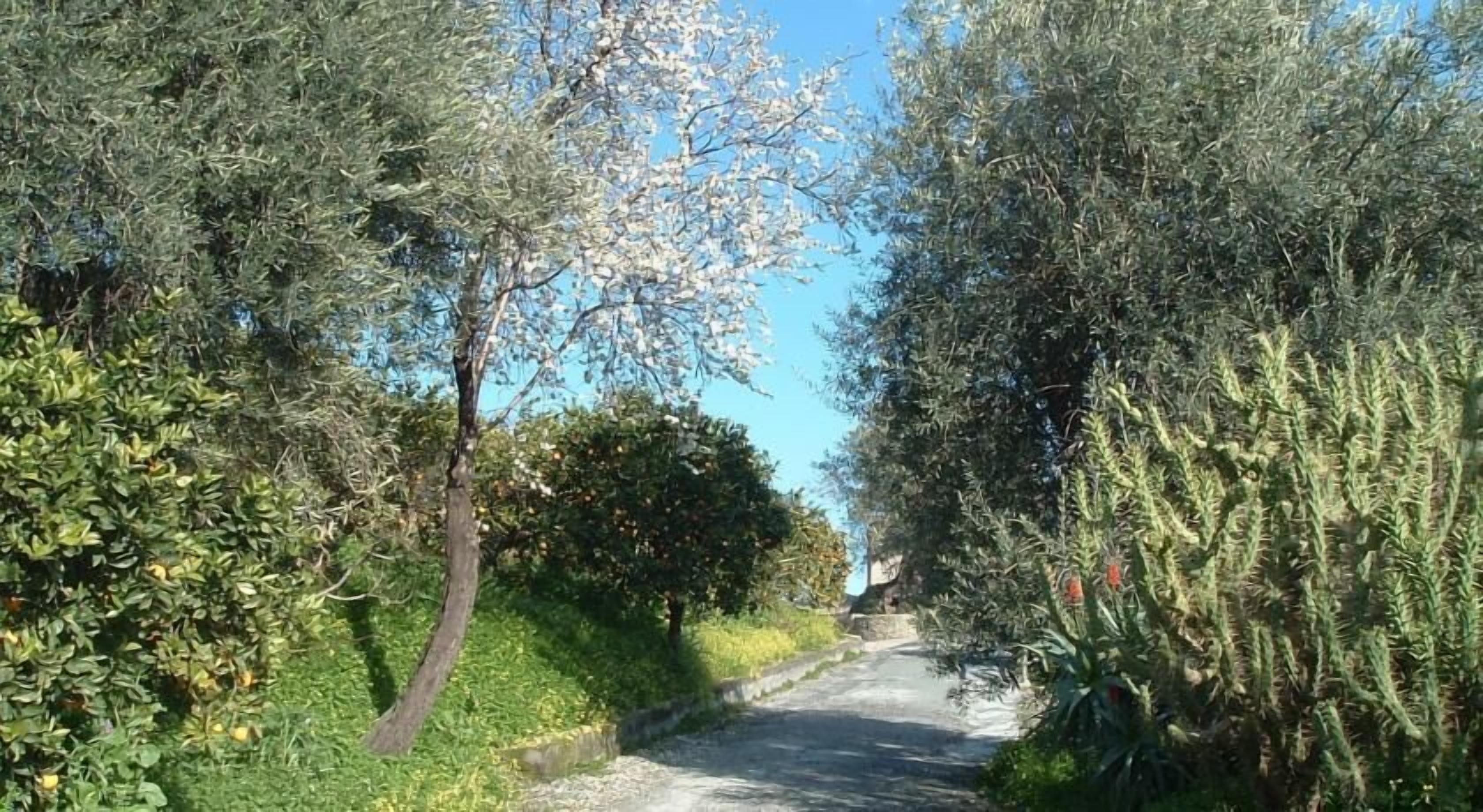 Un sendero estrecho y pavimentado bordeado de abundante vegetación verde.