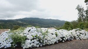 Ein Garten mit weißen Blüten und grünem Laub, im Hintergrund Berge.
