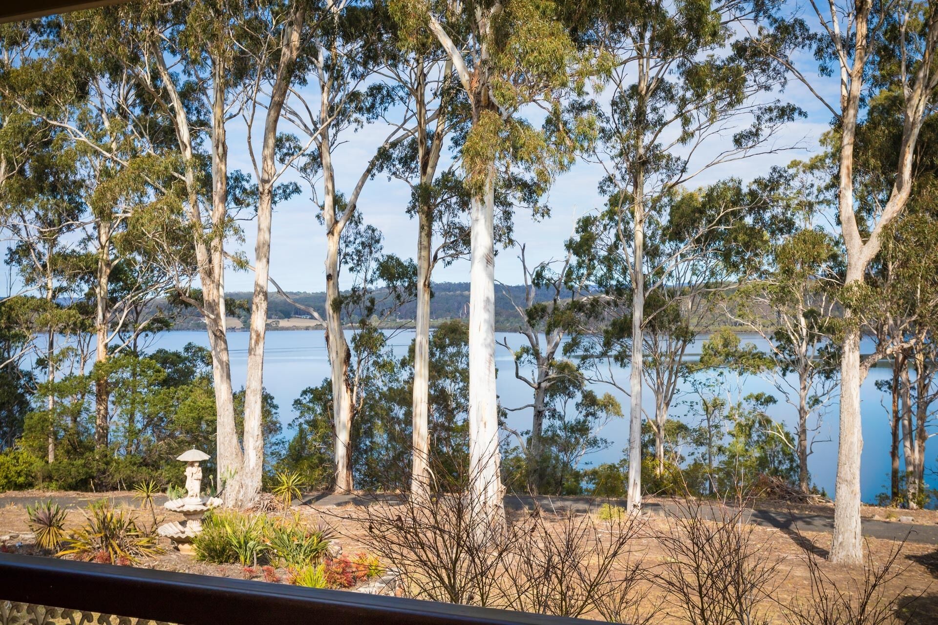 A view of tall trees and a body of water.