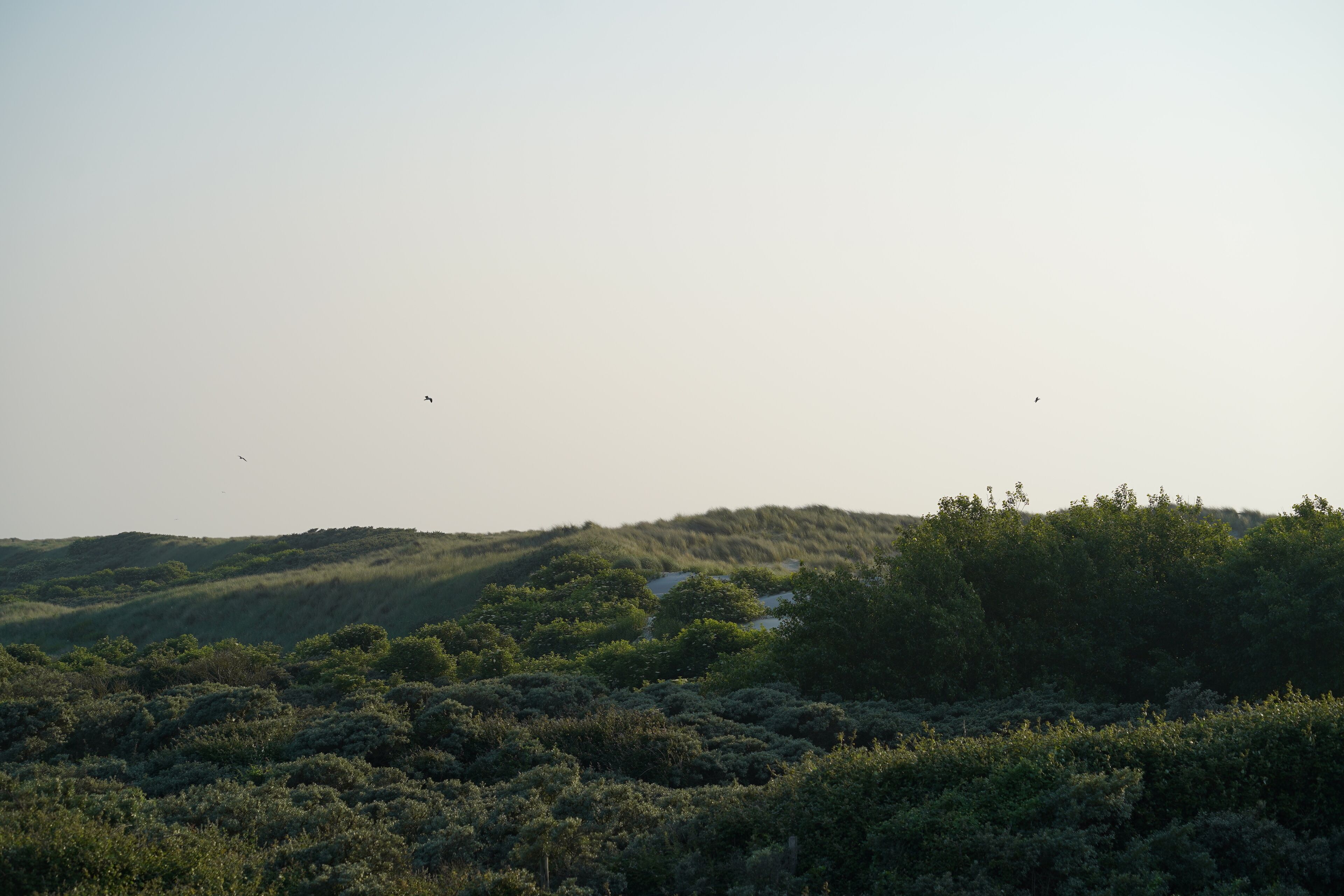 Un paysage naturel caractérisé par des collines douces et une végétation luxuriante.