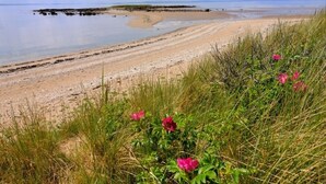 Paisatge costaner amb platja de sorra, zones enjardinades i flors roses.