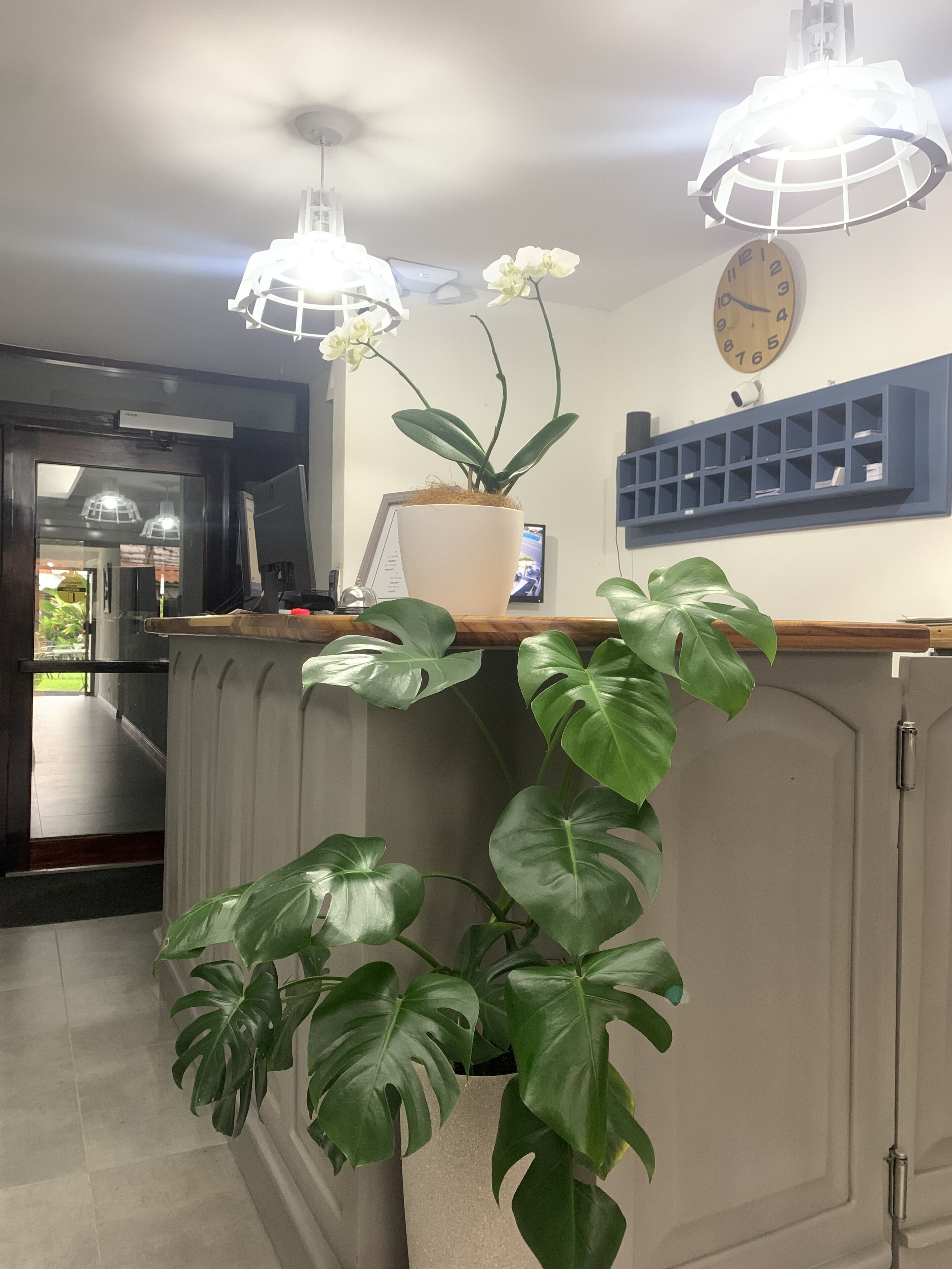 A kitchen with a white countertop, a clock, and potted plants.