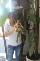 Una persona limpiando una planta en una habitación con un ventanal grande y otra planta en maceta.