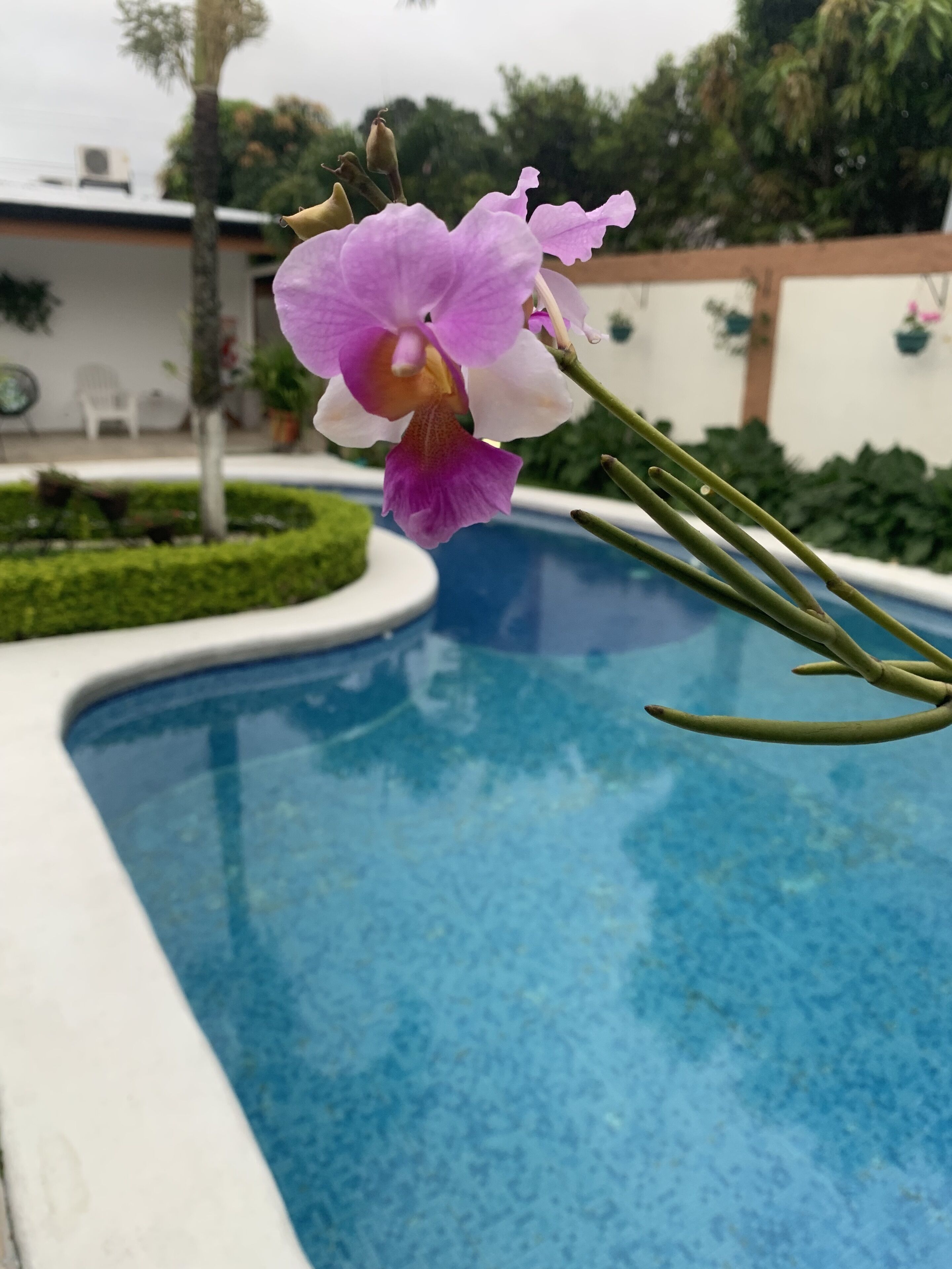 A purple orchid by a pool with a white building and greenery in the background.