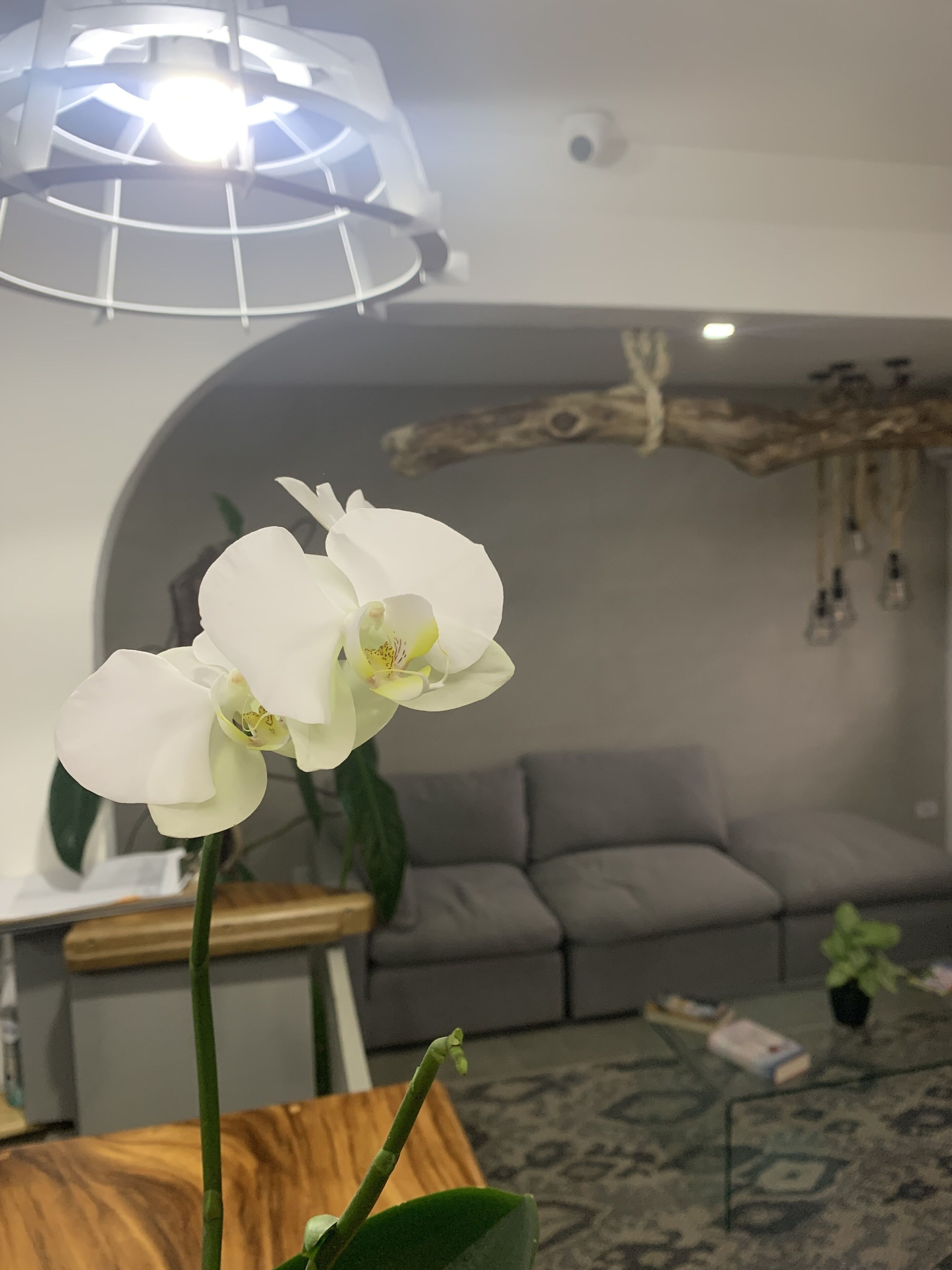 Una orchidea bianca in una stanza con un divano grigio, un tavolo di legno e un tappeto decorato.