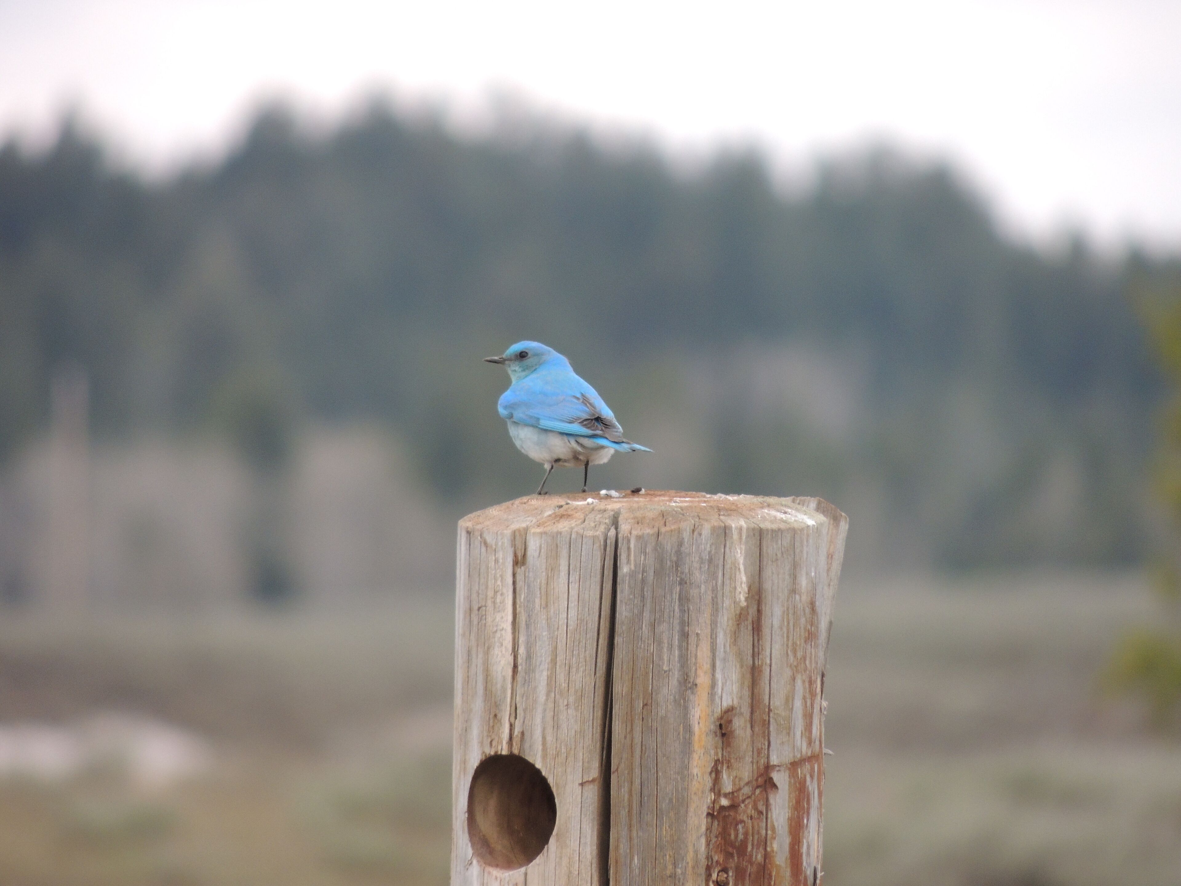 A bird perched on a wooden post with a hole, set against a blurred natural background.