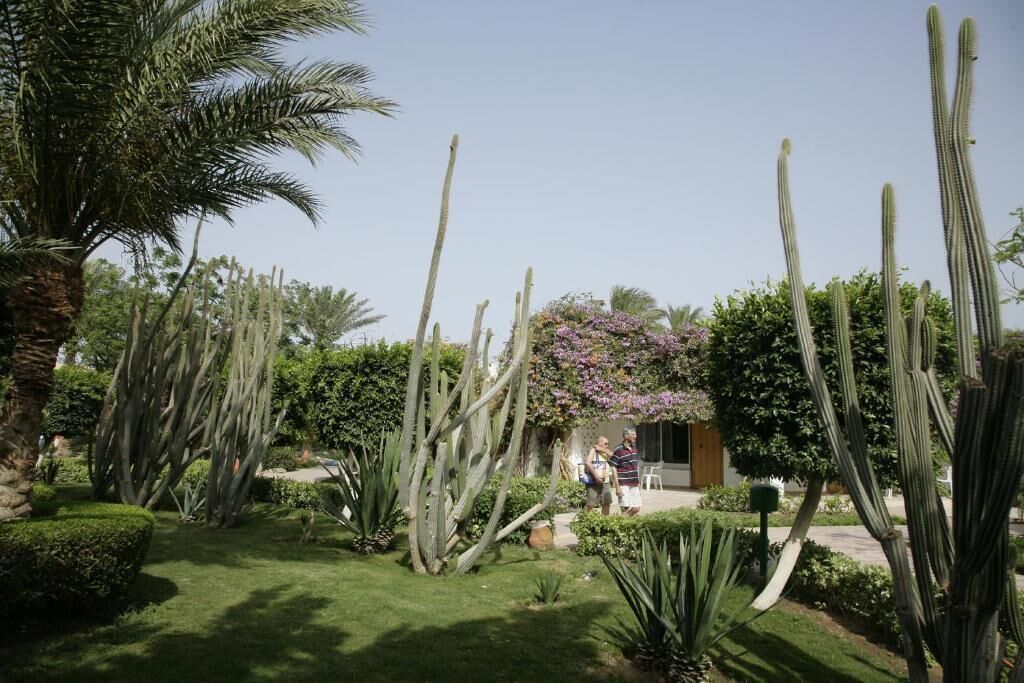 Un jardín con cactus altos y una palmera.