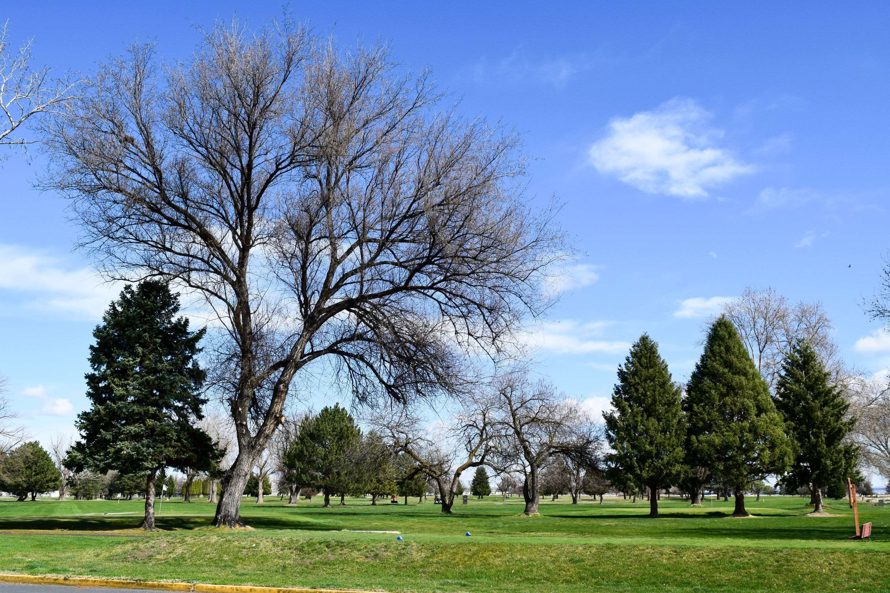A park with various trees, a clear sky, and a well-maintained grassy area.