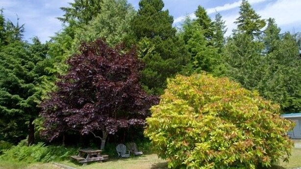 Property grounds - Dolphin Motel (Tofino)