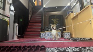 A dog on a leash in a hallway with a staircase, a vending machine, and a shoe rack.