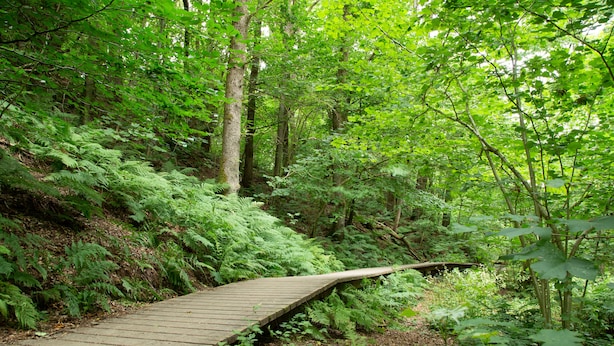 A wooden boardwalk through a dense forest with ferns and trees. - Rønnes Hotel (Fjerritslev)