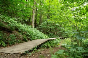 A wooden boardwalk through a dense forest with ferns and trees.