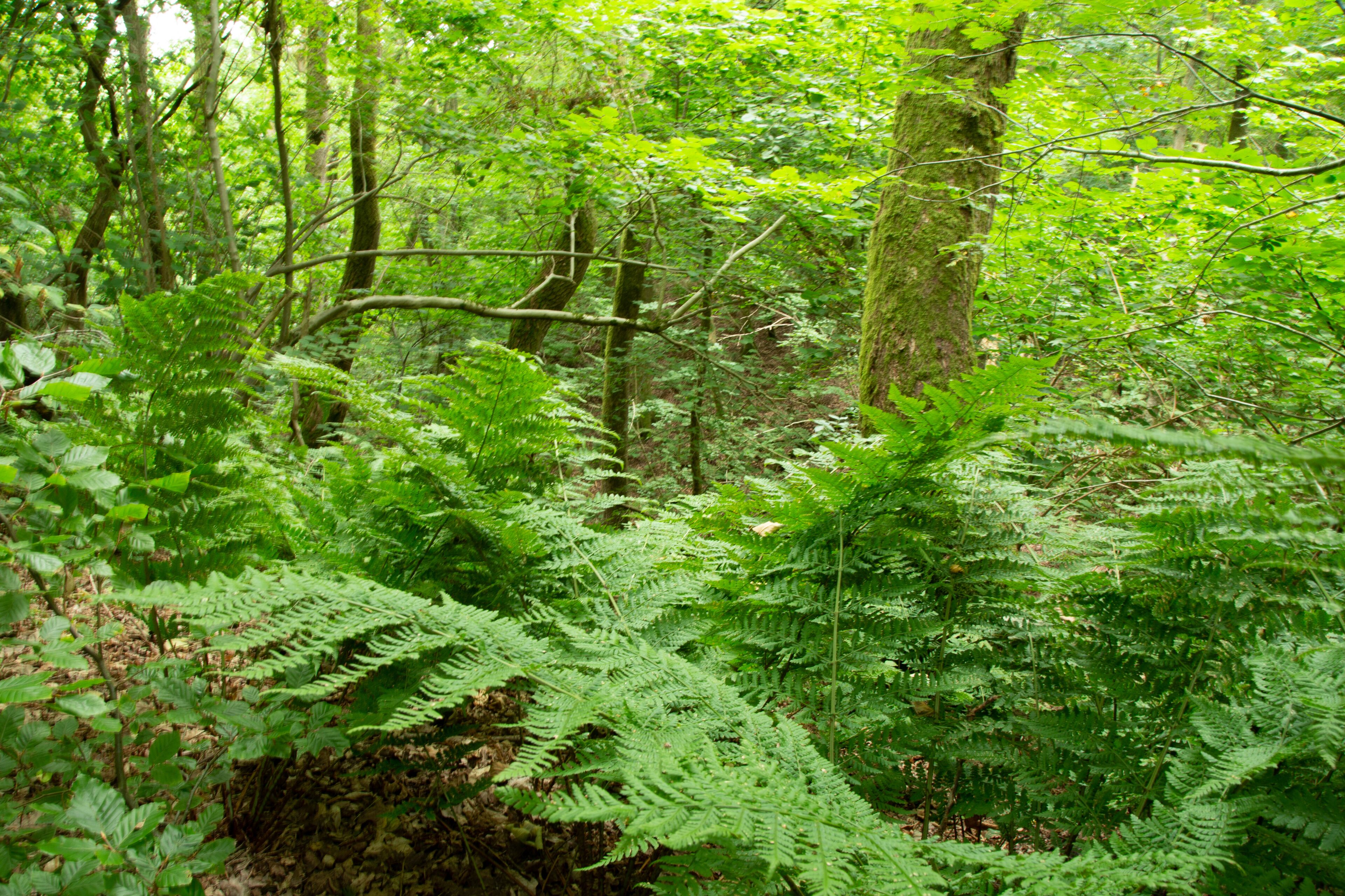 Une forêt dense, parsemée de fougères et d’arbres.