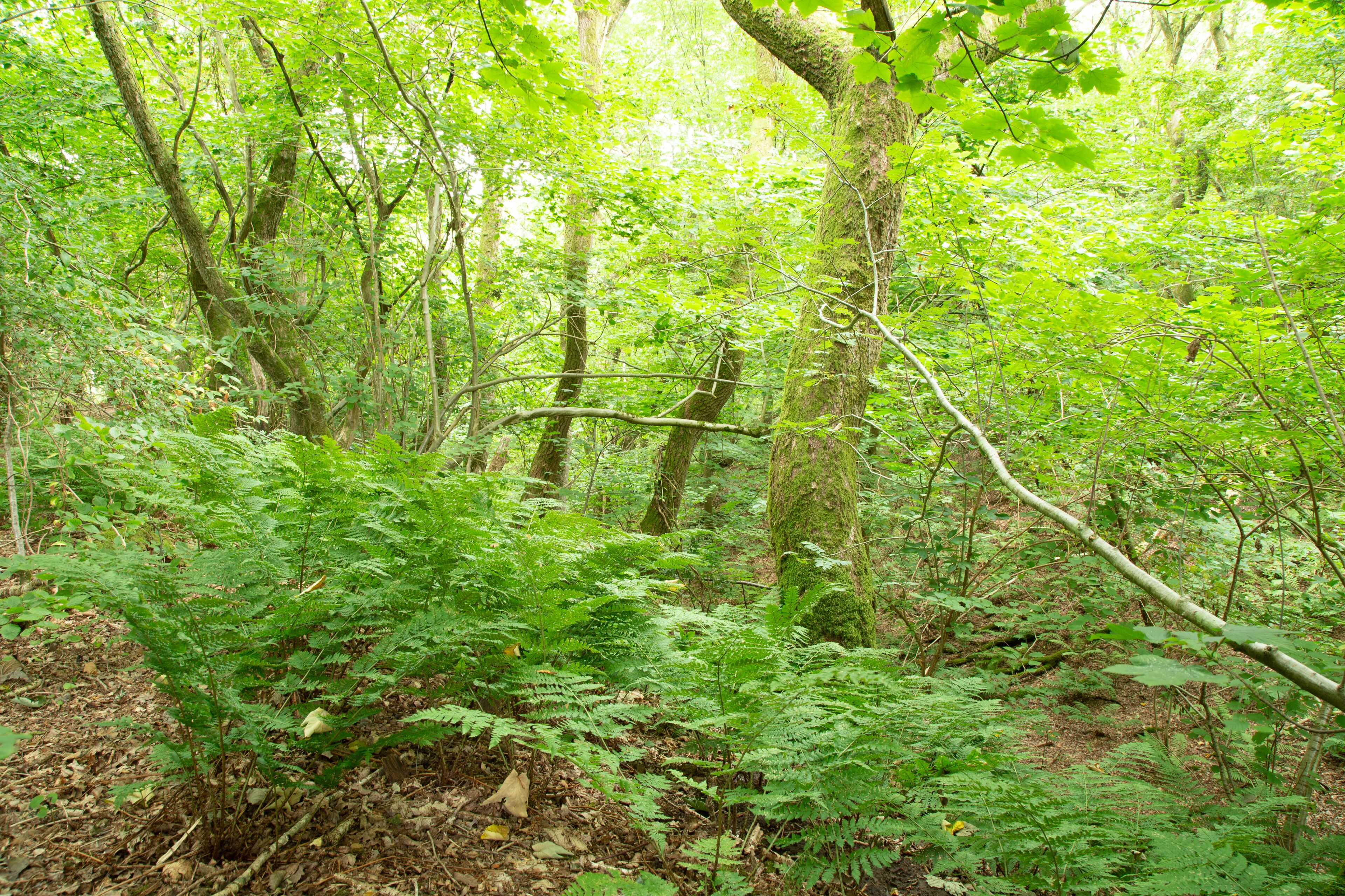 Un bosque tupido con diversas especies de árboles y helechos.