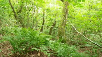 Un bosque tupido con diversas especies de árboles y helechos.