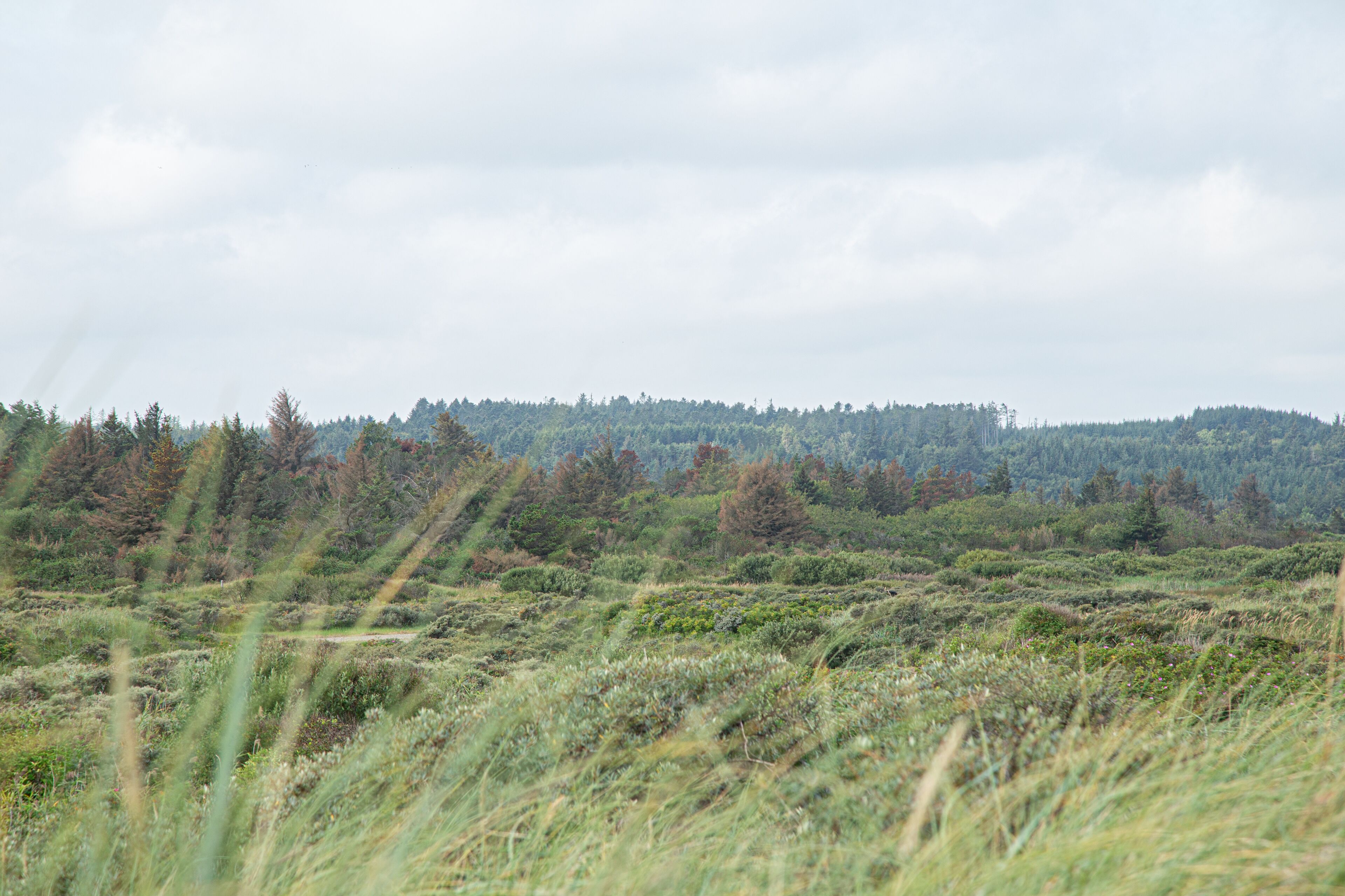 A natural landscape with a forested hill in the background.
