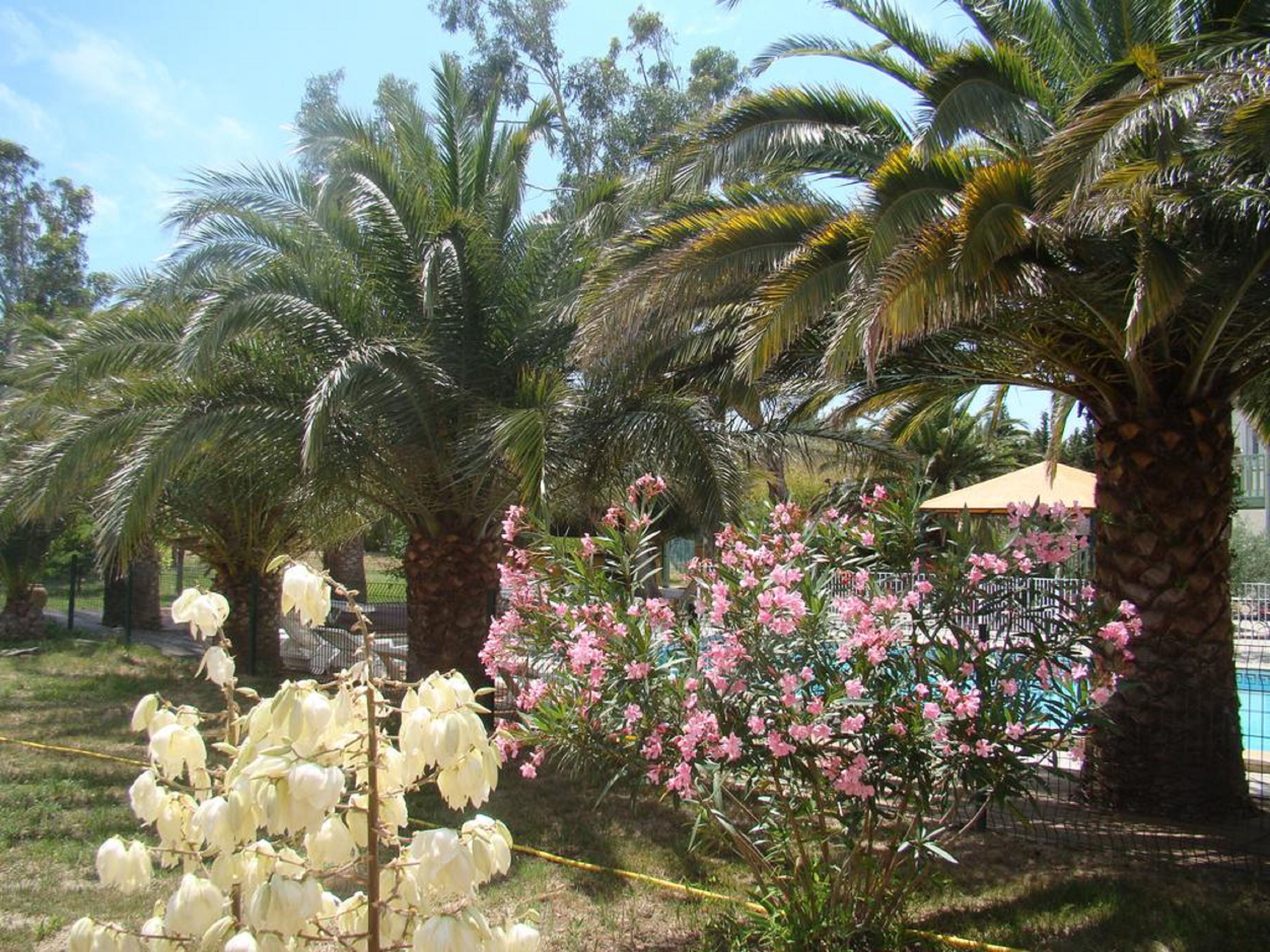 Een tuin met palmbomen en bloeiende planten.