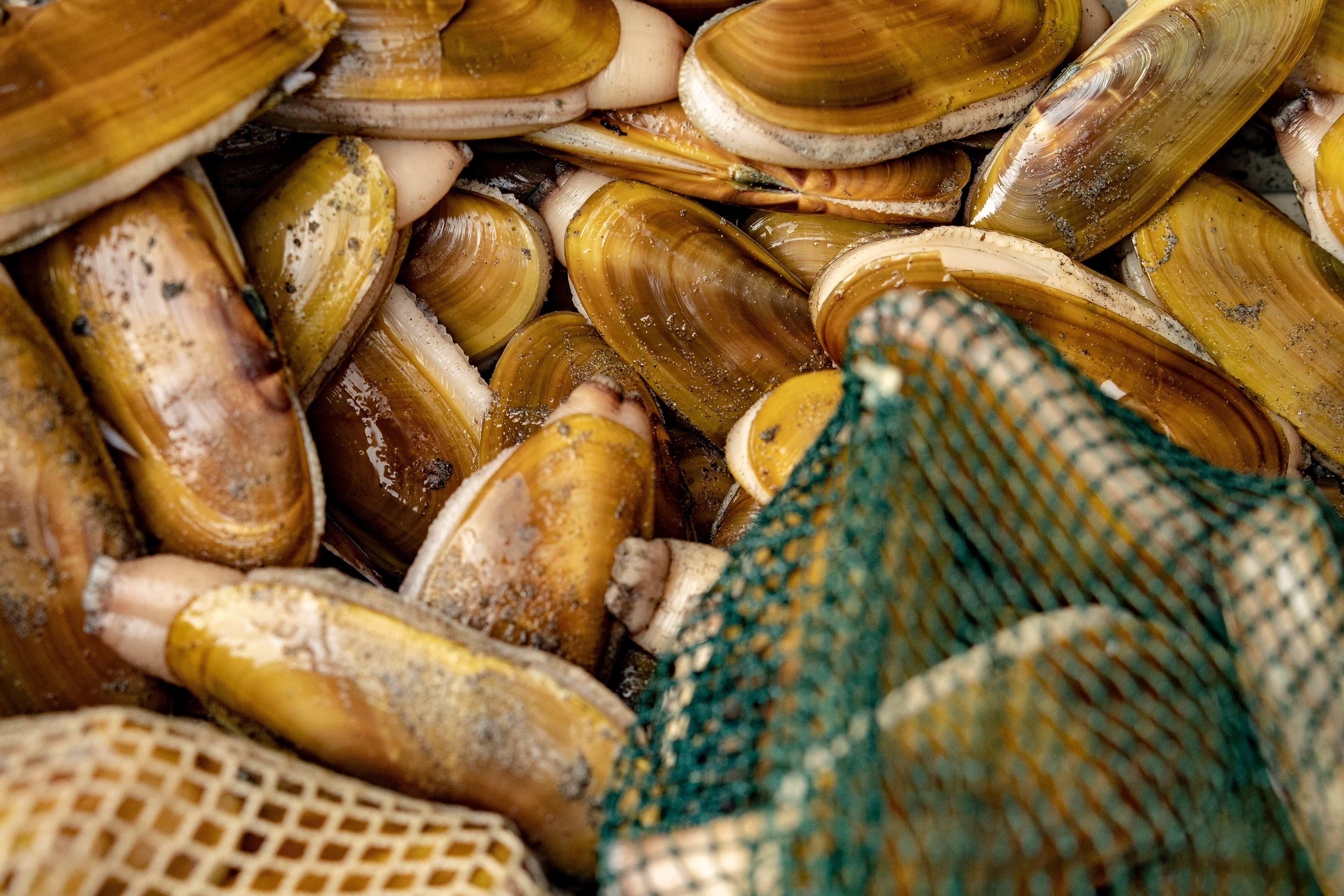 A close-up of clams with a net partially visible.