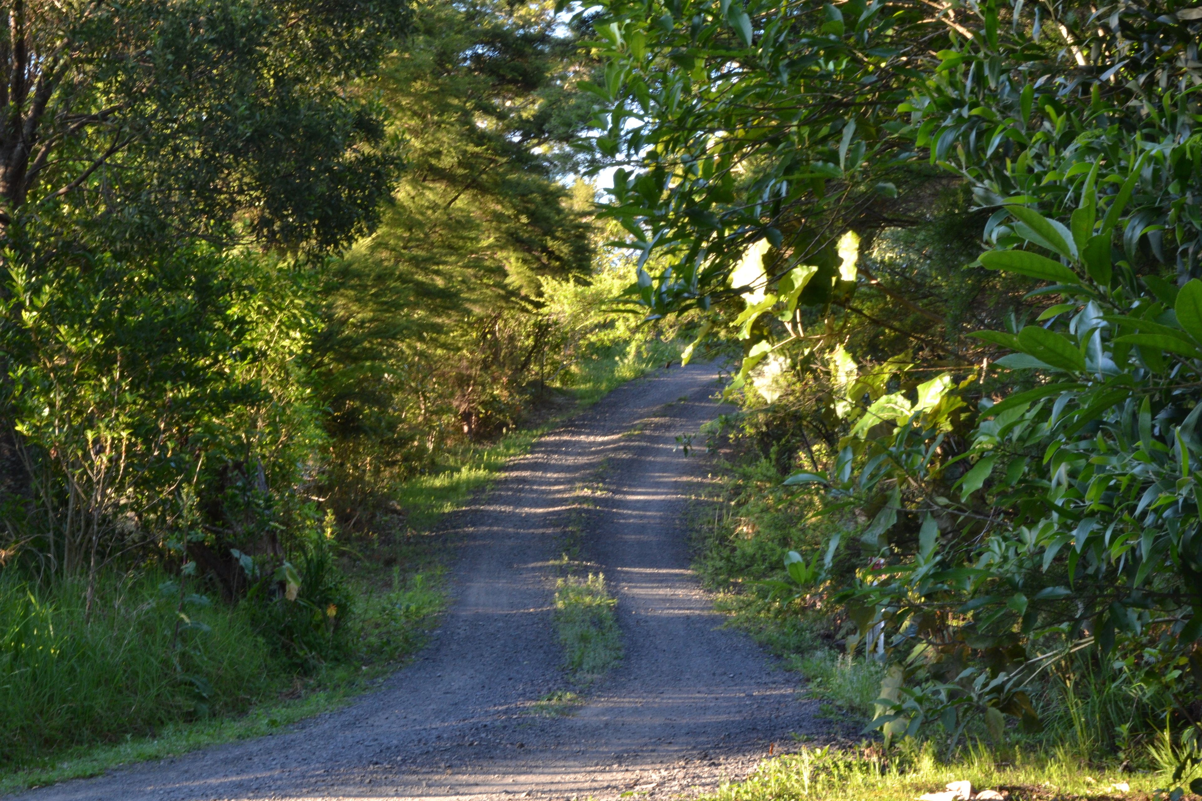 Un chemin de terre, typique de la campagne, bordé d’une végétation luxuriante.