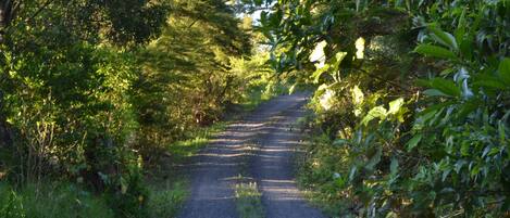 Un chemin de terre, typique de la campagne, bordé d’une végétation luxuriante.