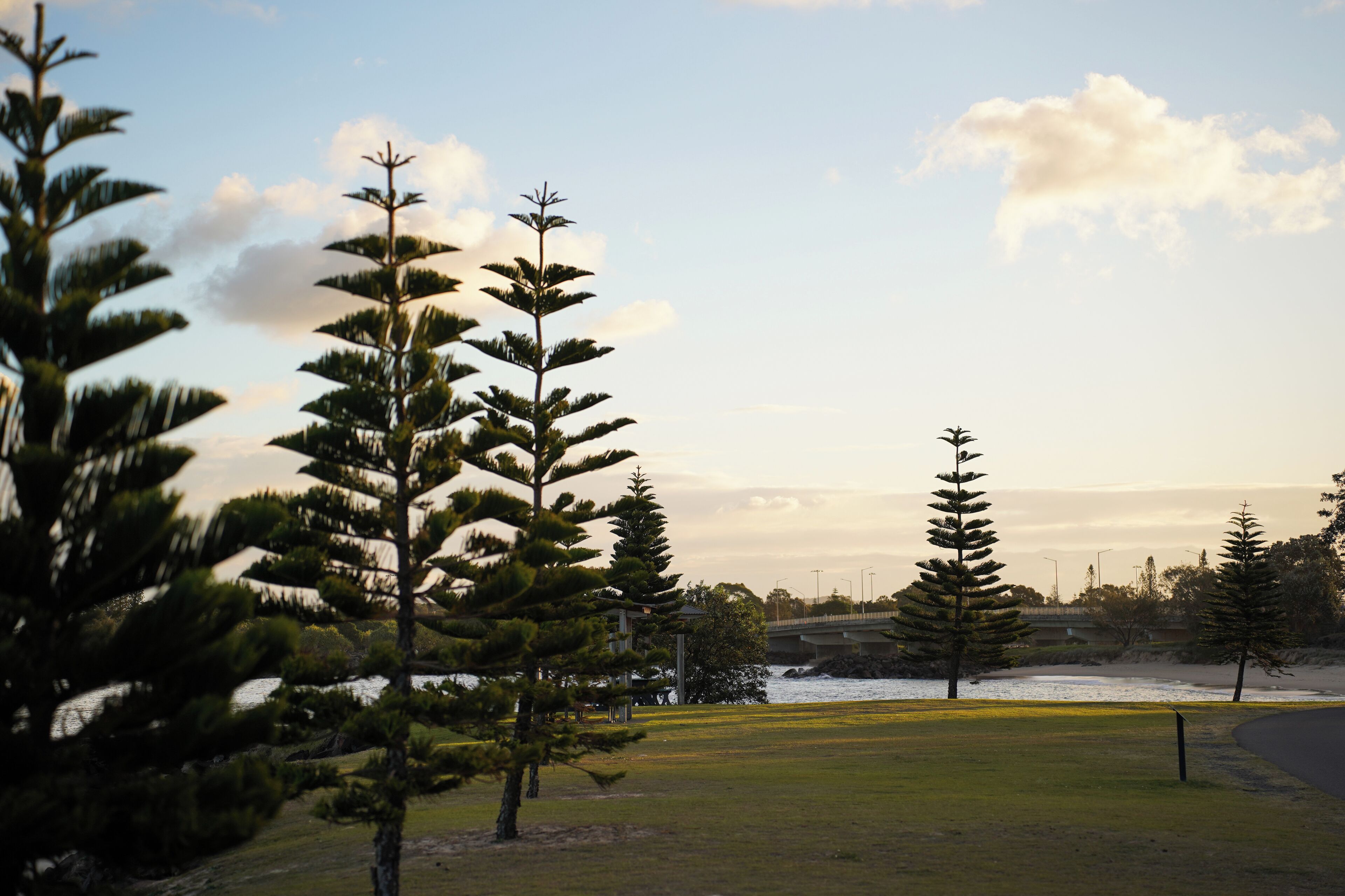 A park with tall trees and a bridge in the background.