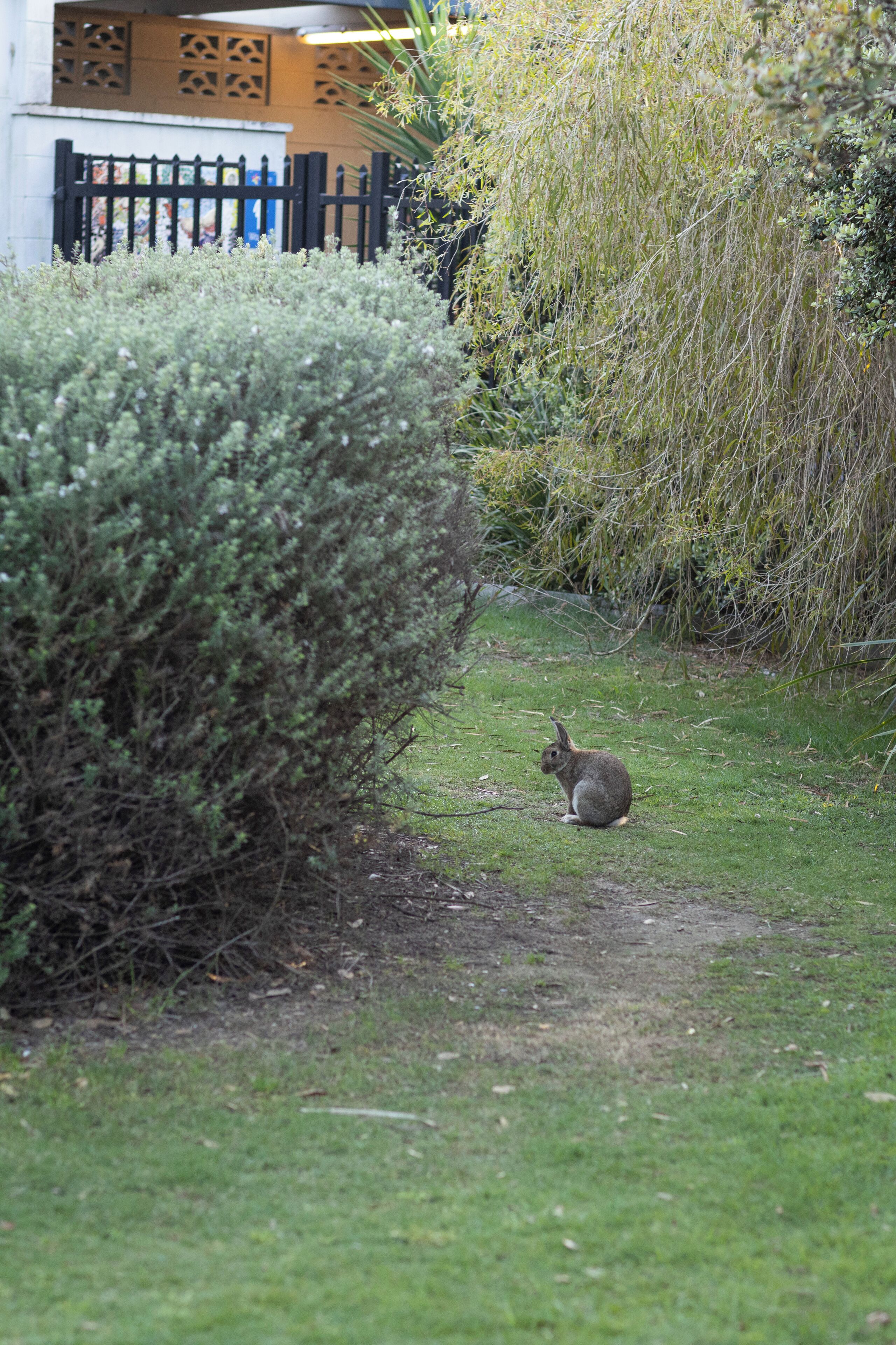 A rabbit sitting in a grassy area with dense shrubbery and a fence in the background.