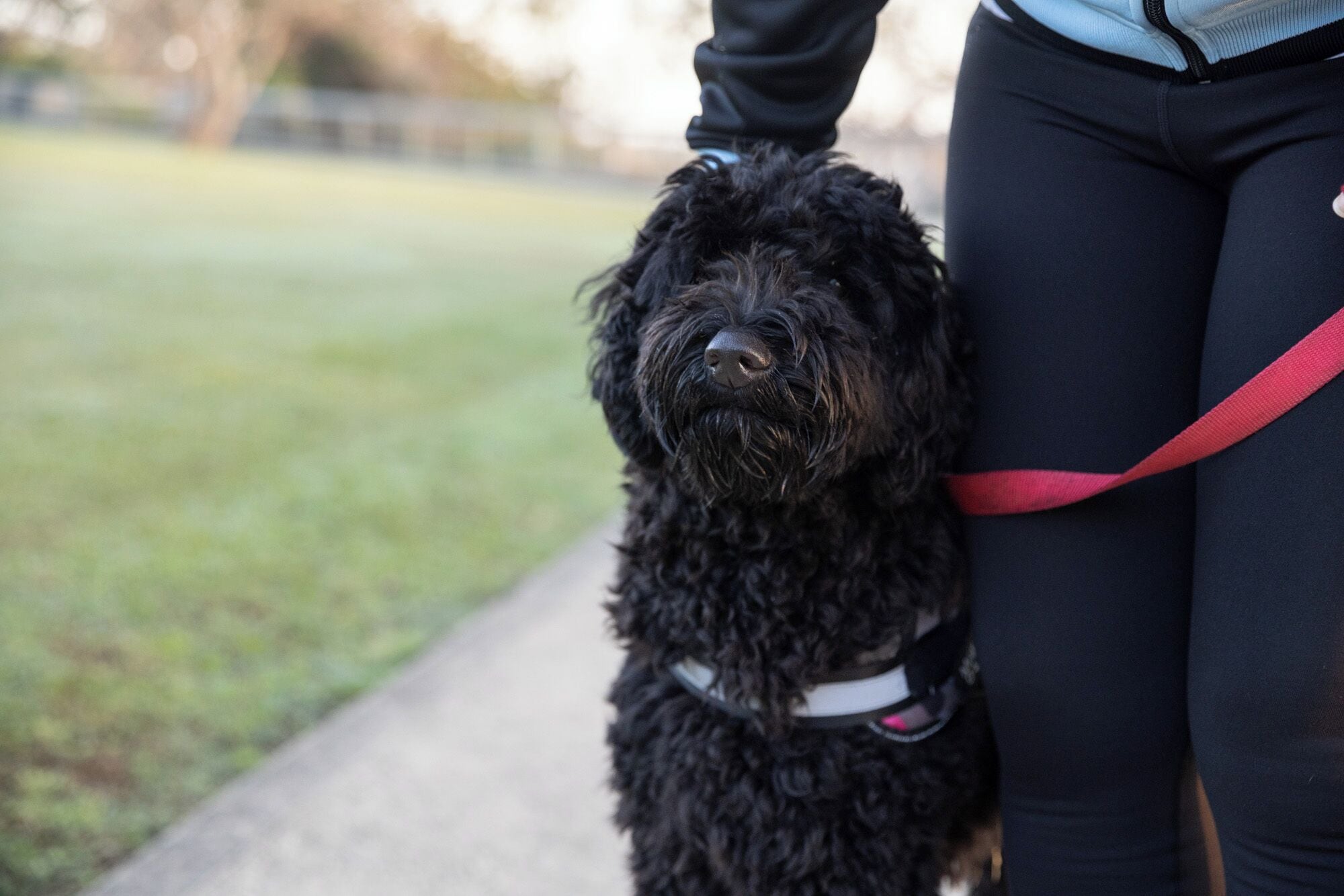 A black dog with curly fur, wearing a white collar, standing on a sidewalk next to a person wearing dark pants and a red leash.