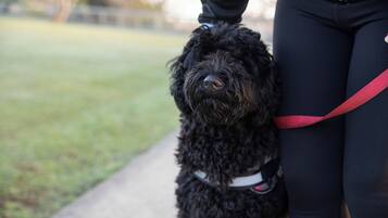 A black dog with curly fur, wearing a white collar, standing on a sidewalk next to a person wearing dark pants and a red leash.