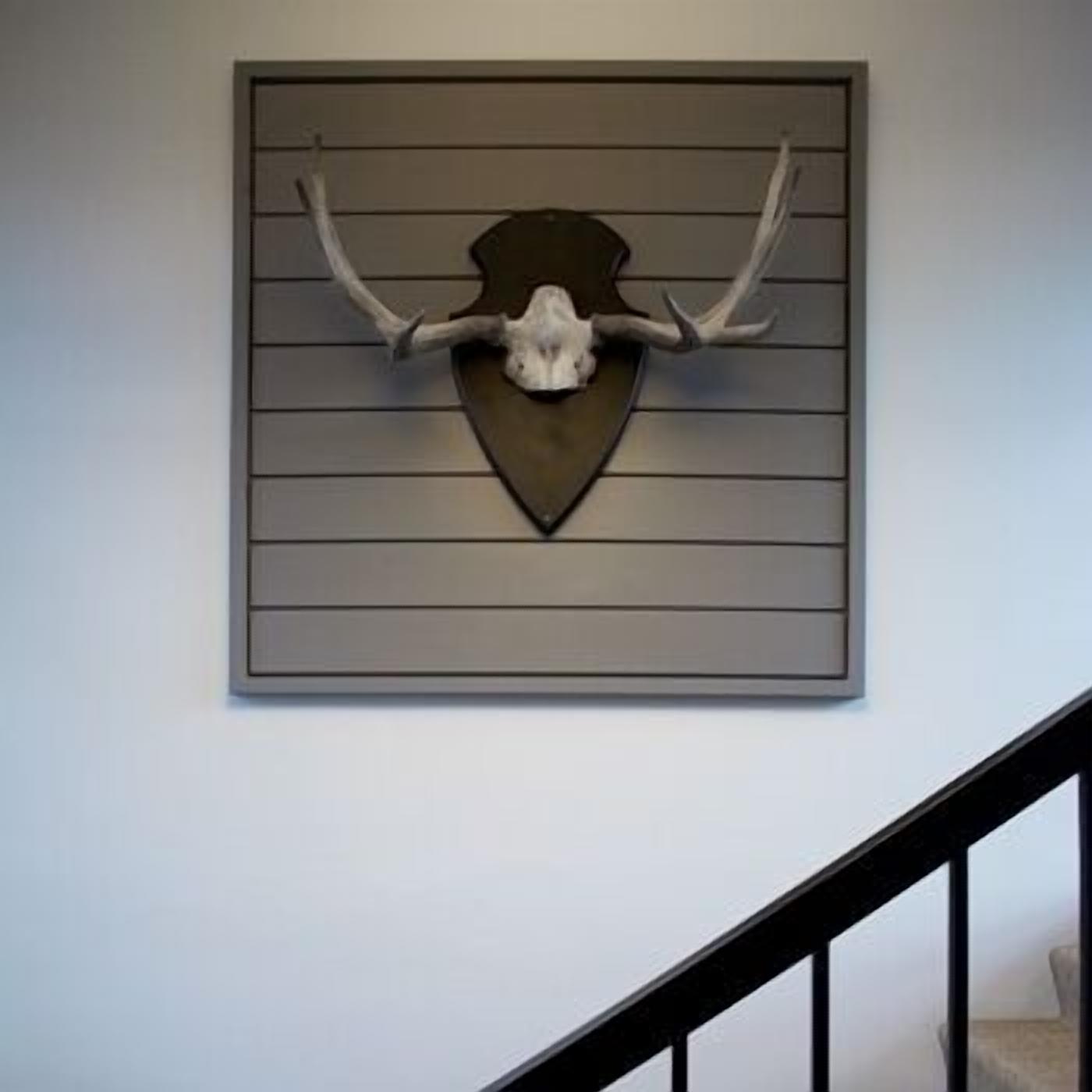 A mounted animal skull on a wall.