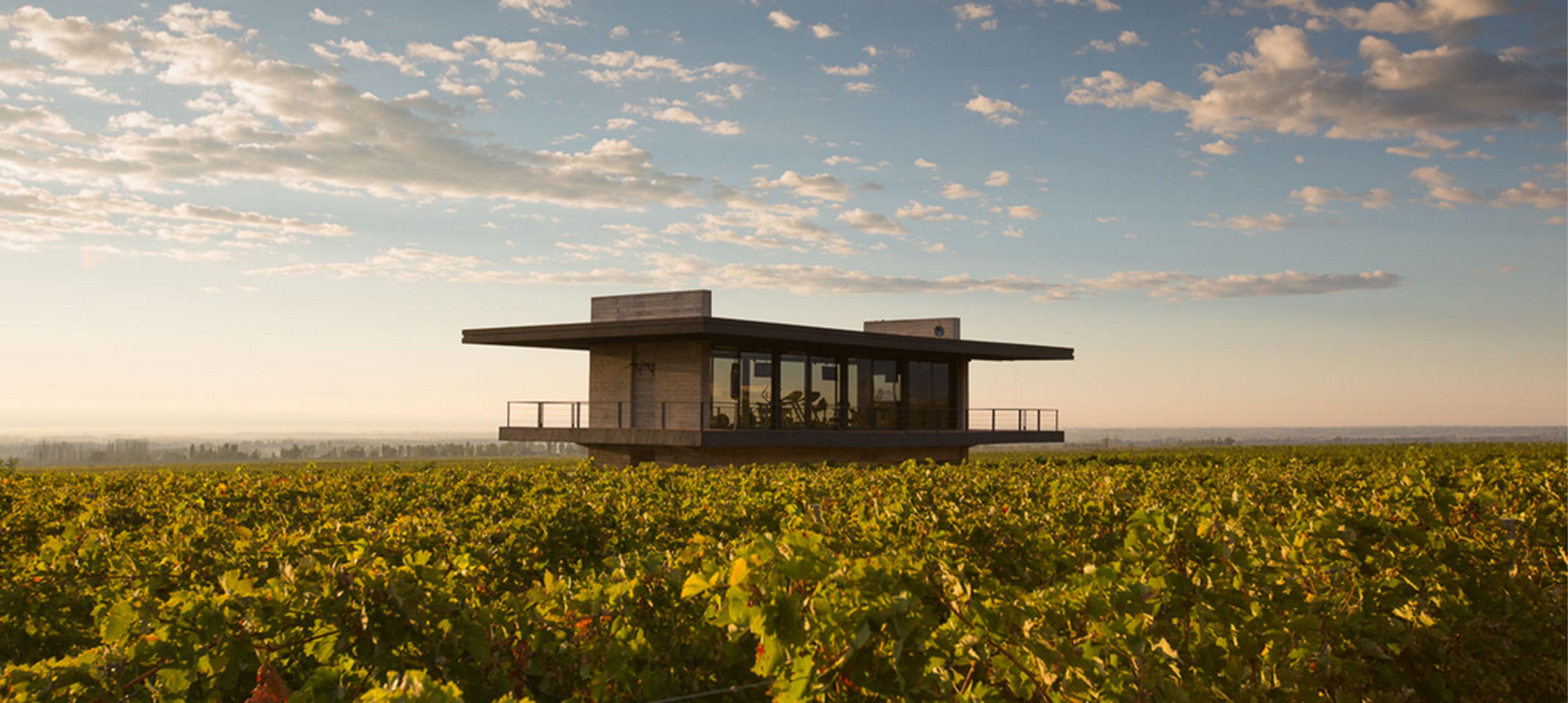 A modern building with a flat roof and large windows, surrounded by a vineyard.