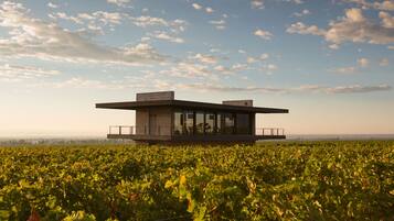 A modern building with a flat roof and large windows, surrounded by a vineyard.
