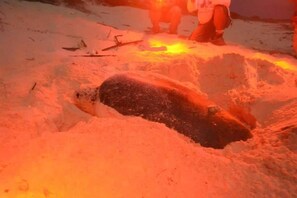 On the beach, white sand, sun loungers, beach umbrellas