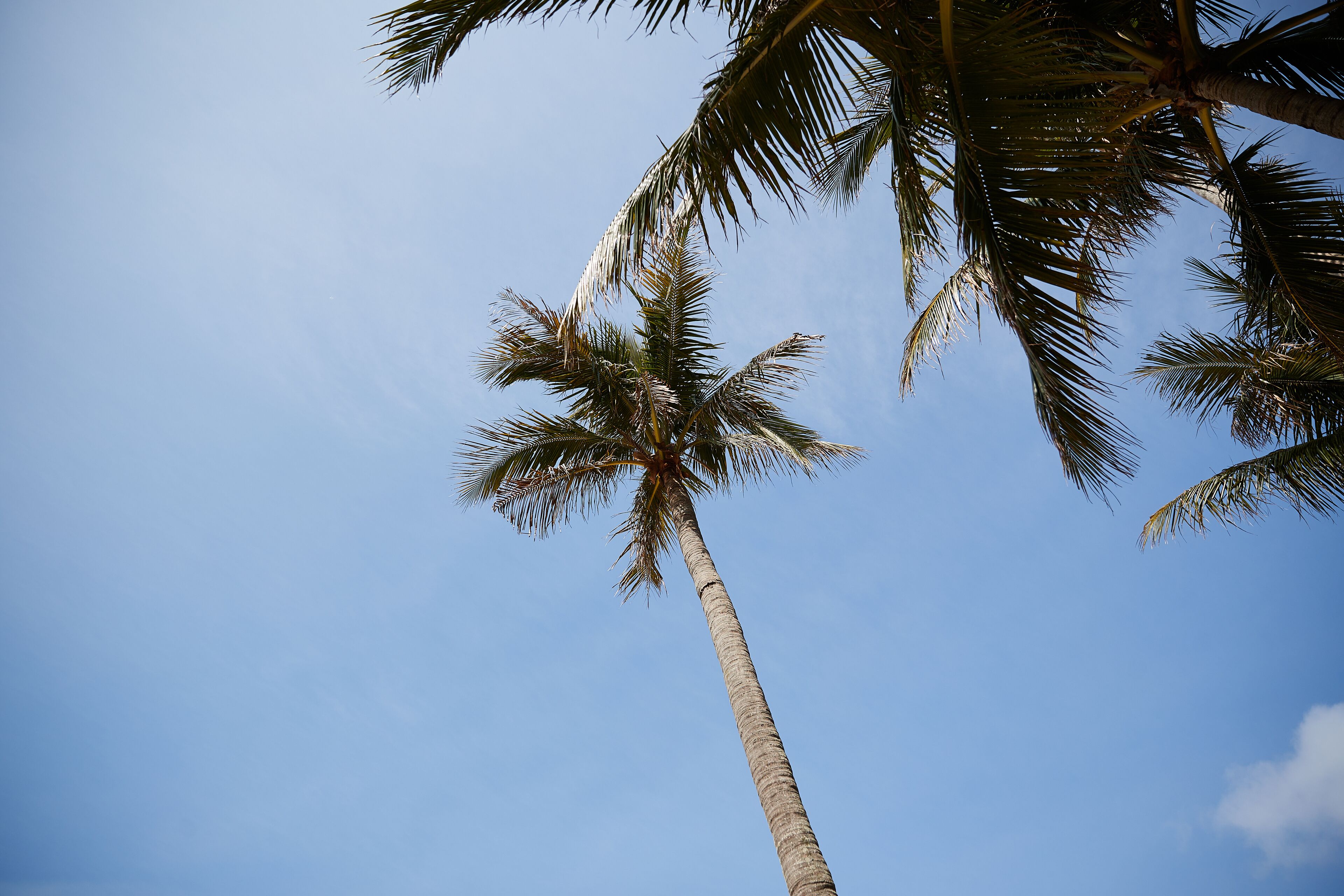 on the beach, white sand, sun-loungers, beach umbrellas