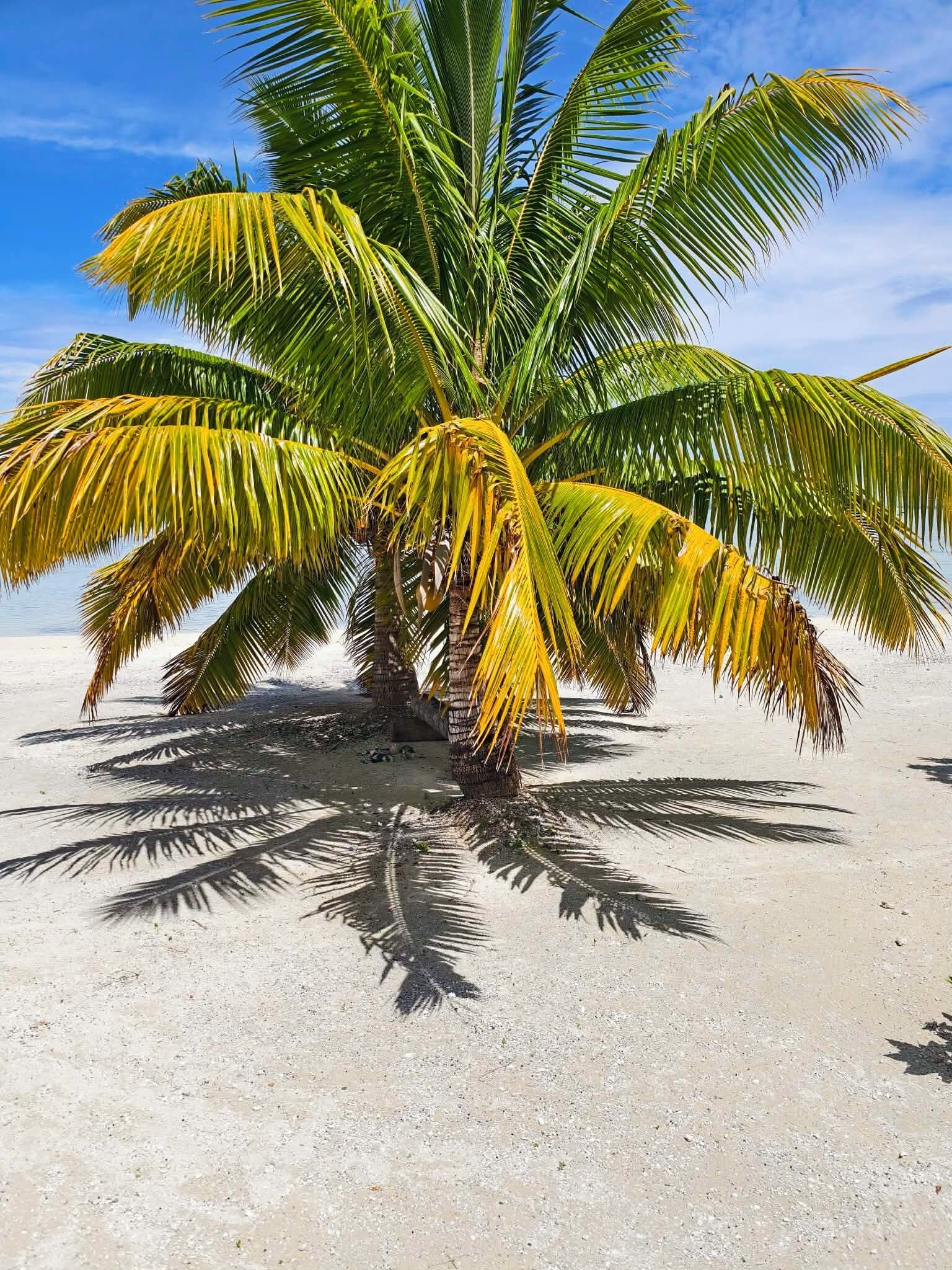 A palm tree on a sandy beach.