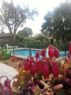 Outdoor pool, pool loungers - Parkwood Motel and Apartments (Hamlyn Heights)
