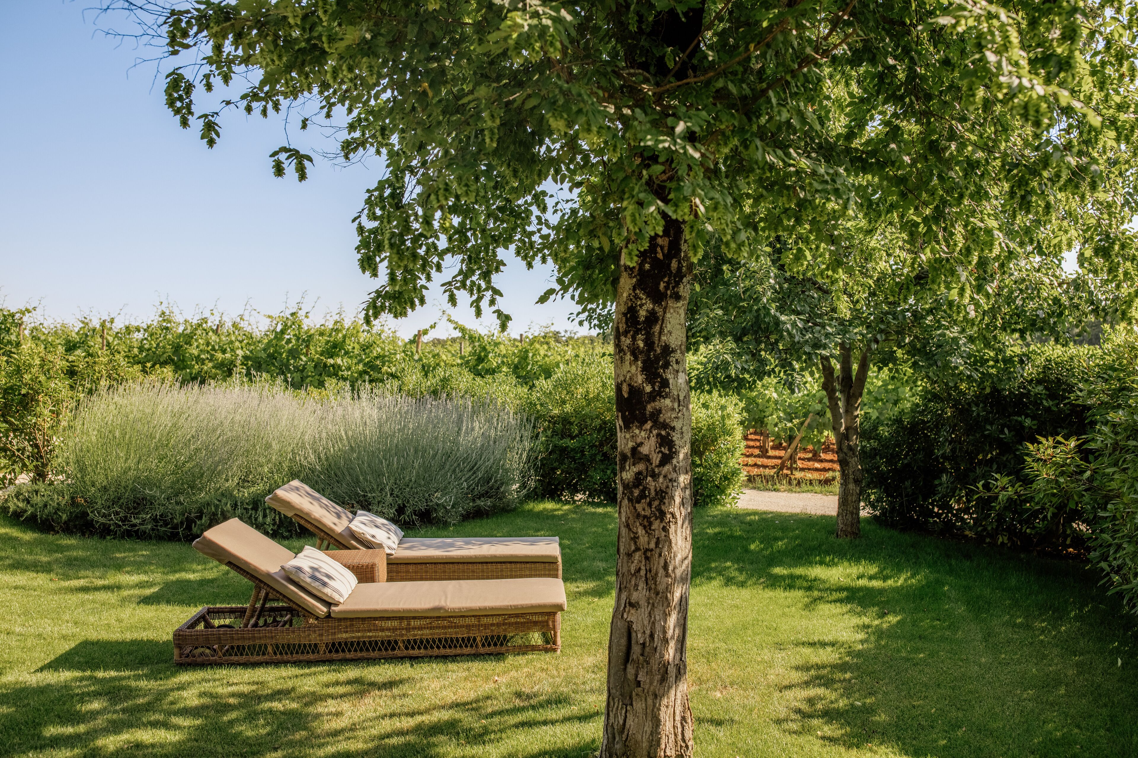 Un jardín con dos sillones de mimbre bajo un árbol.
