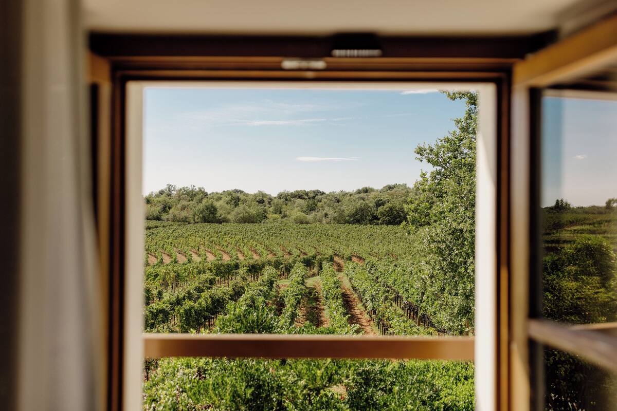 A view of a vineyard through a window.
