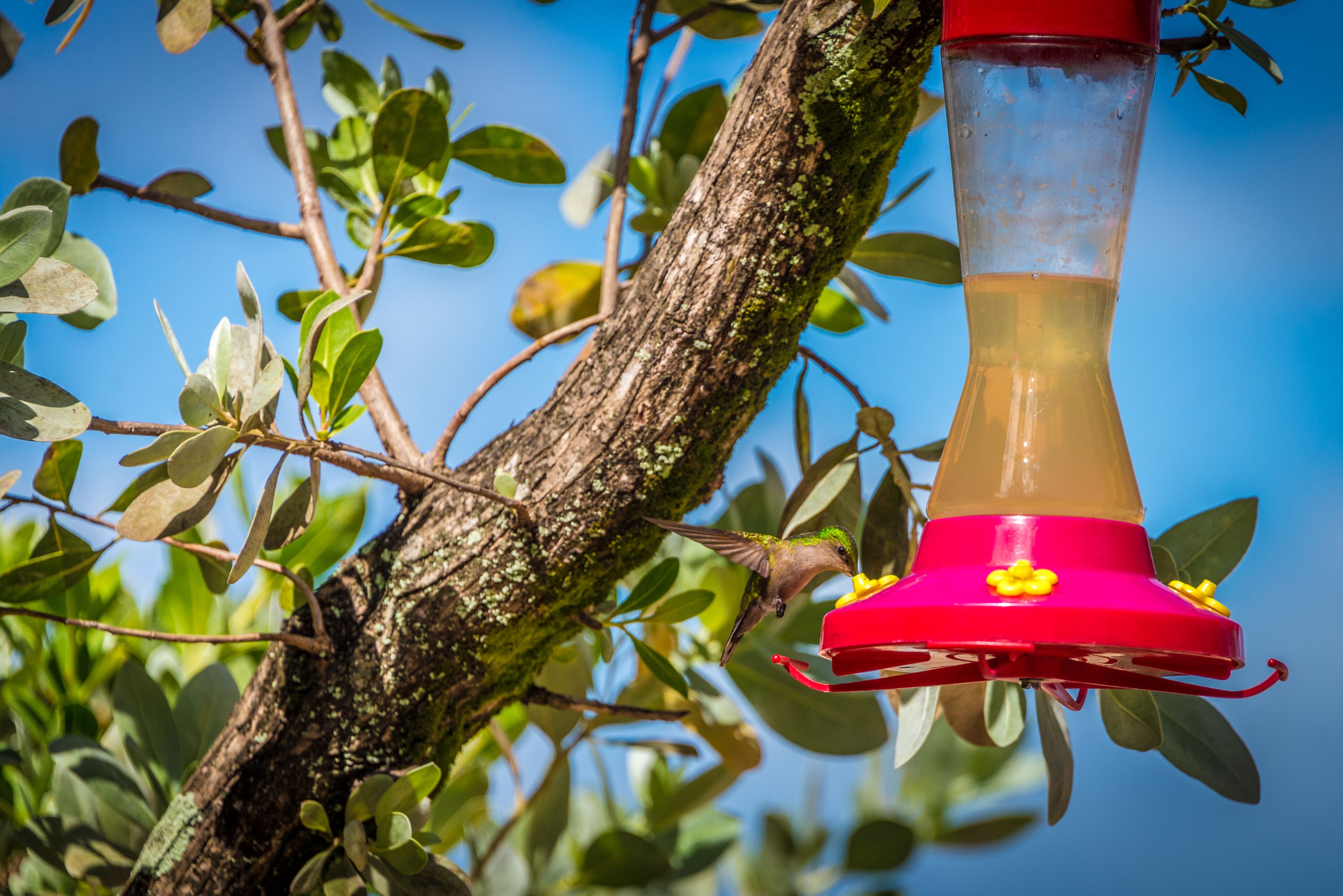 A hummingbird feeder attached to a tree branch.