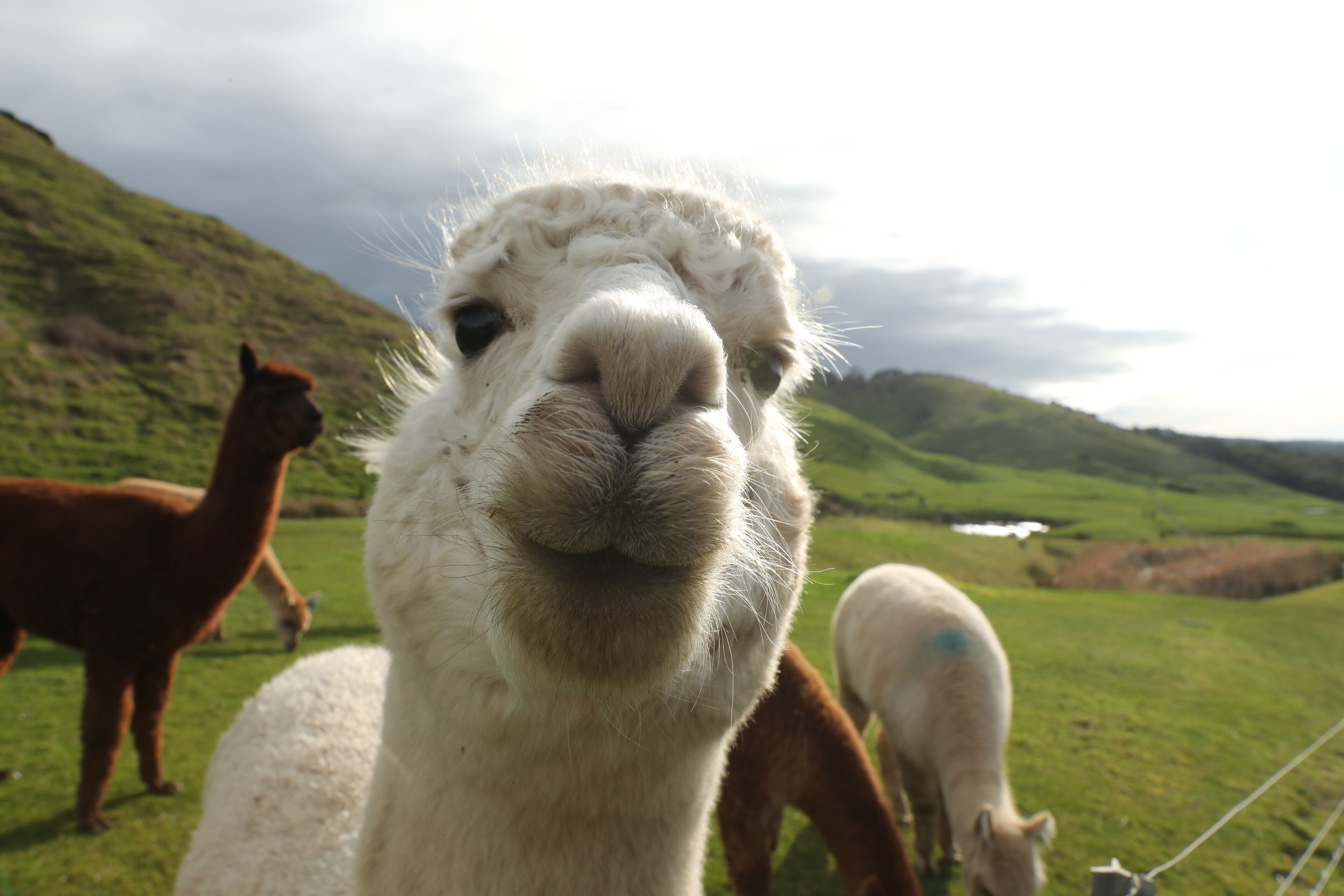 Close-up van een lama, met op de achtergrond een wazig uitzicht over een groen veld en heuvels.