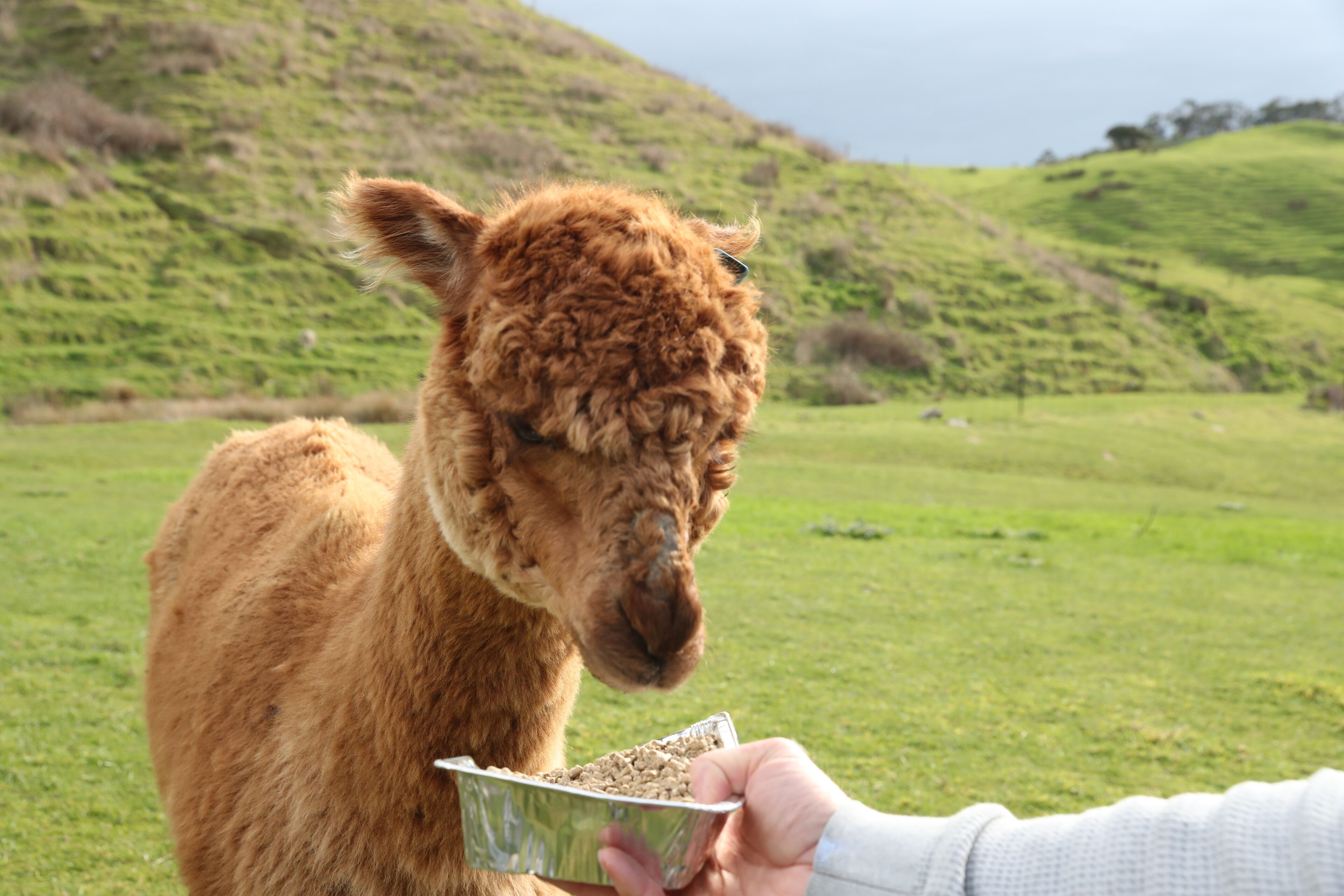 A llama eating from a metal bowl held by a person.