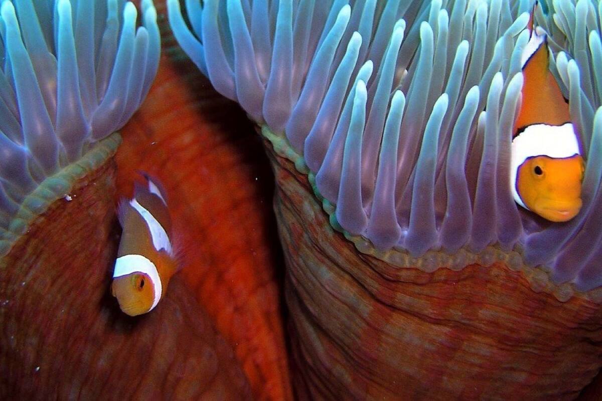 Katil bayi/kot (surcaj), cadar katil