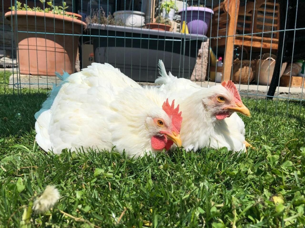 Two white chickens lying on grass in a fenced area with a wire fence and potted plants in the background.